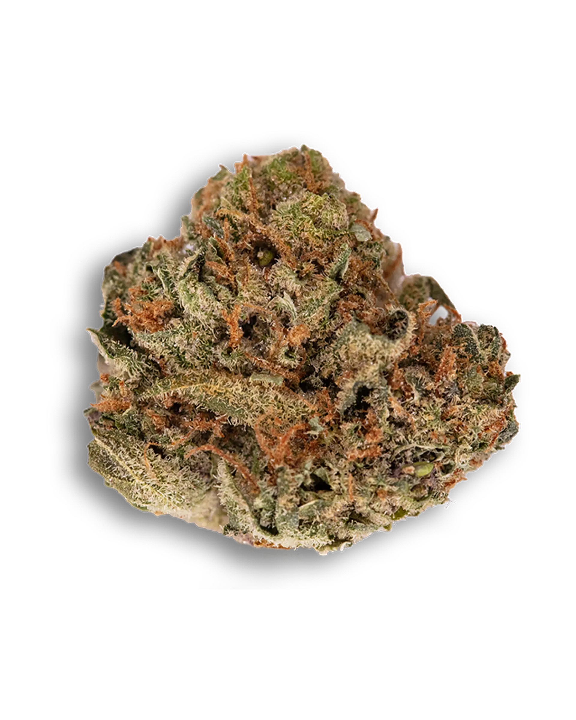 Purple Smuggler Flower