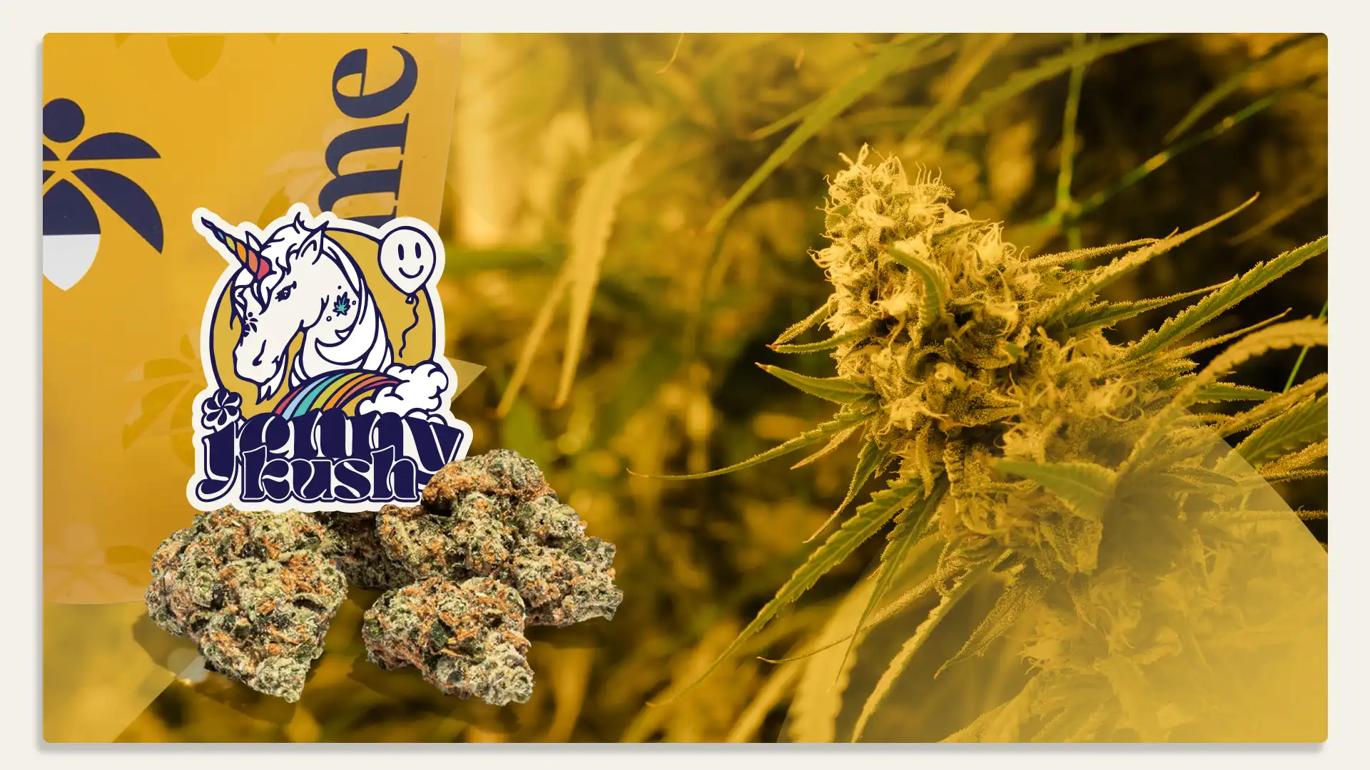 Jenny Kush 
Flower Sale