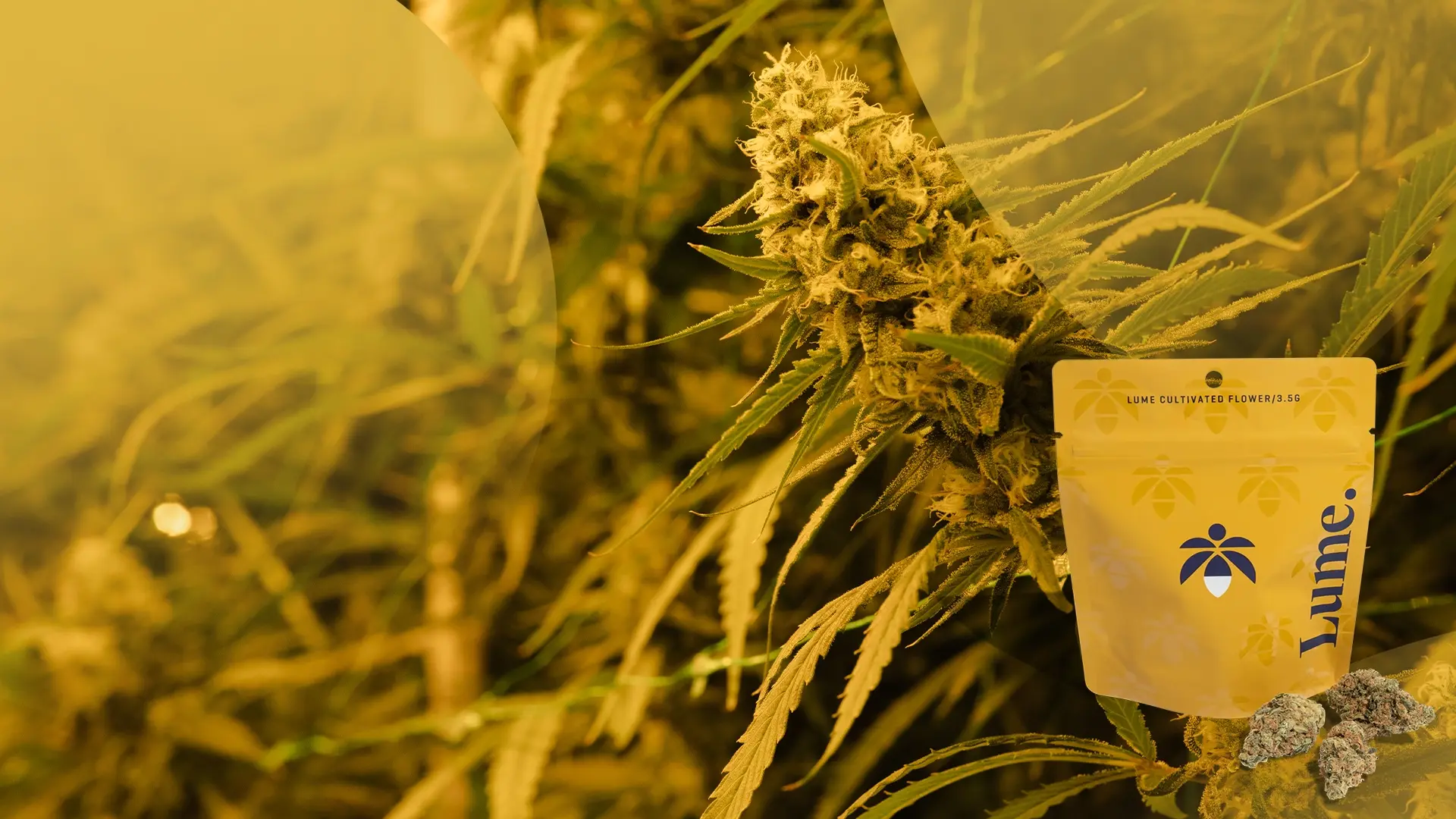 Premium Flower Savings
