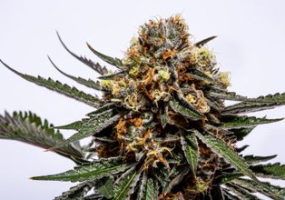 sativa cannabis strain