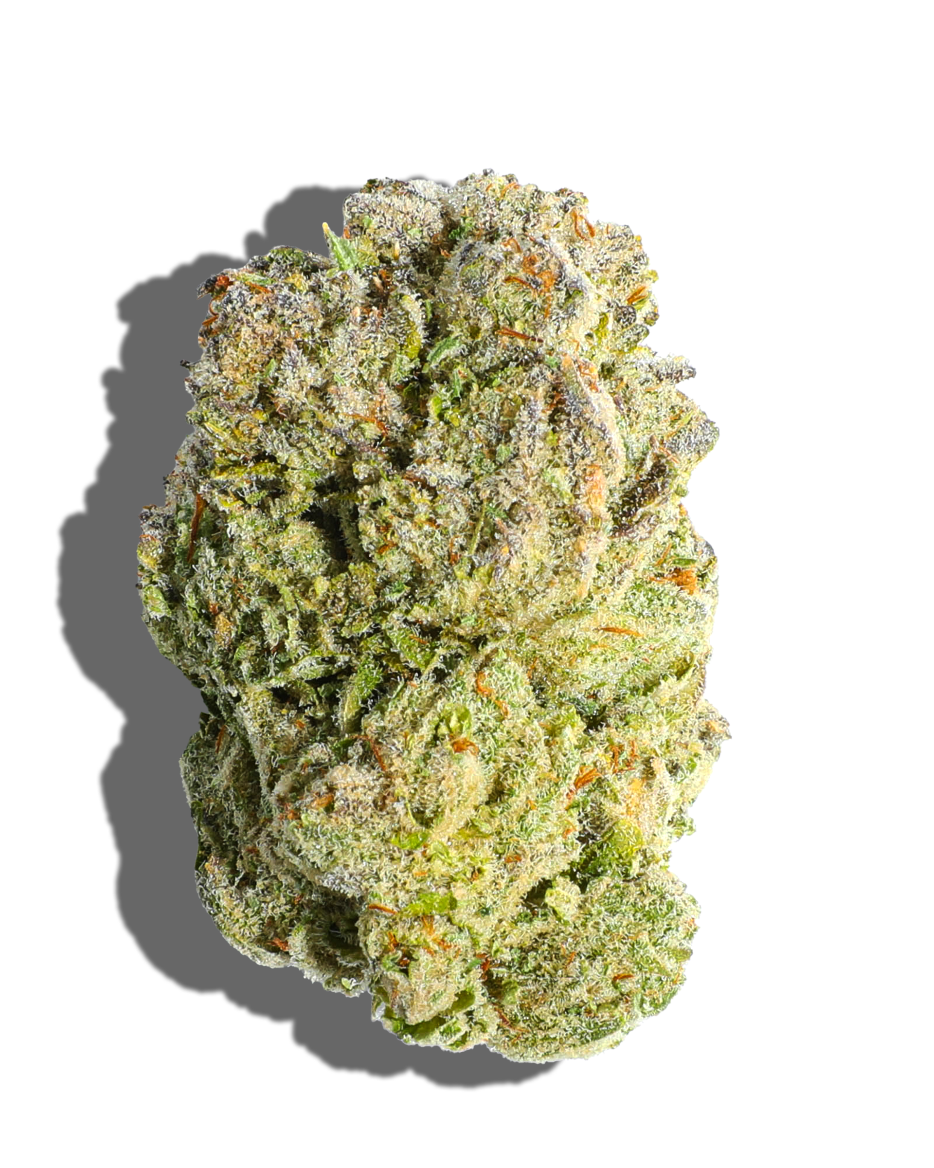 Garlic Breath Flower