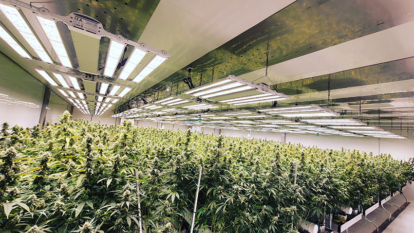 cannabis cultivation flower room