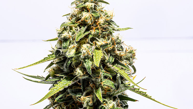 Jenny Kush: Best Strain of 2023