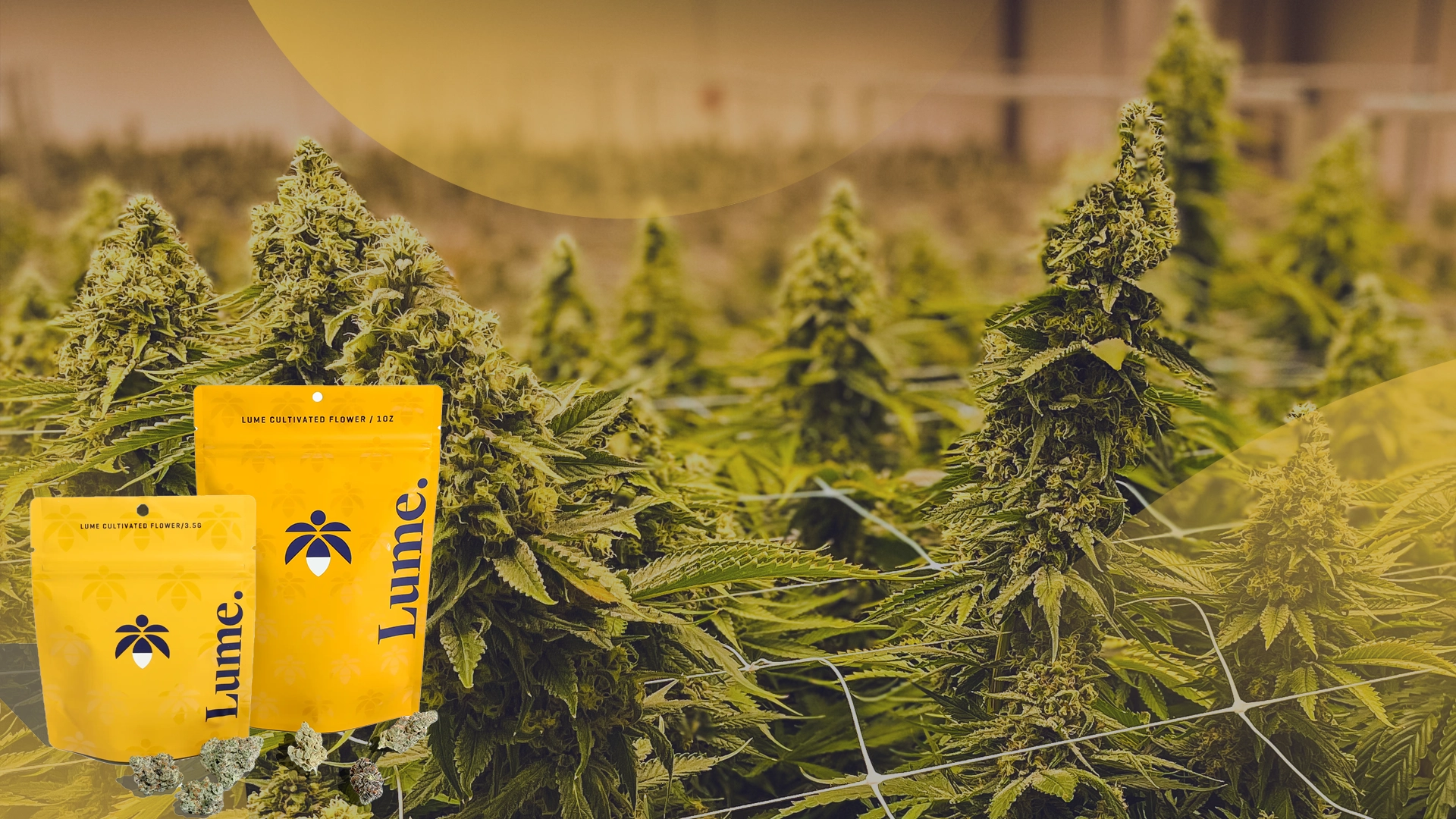 Lume 1/8th & Oz Savings