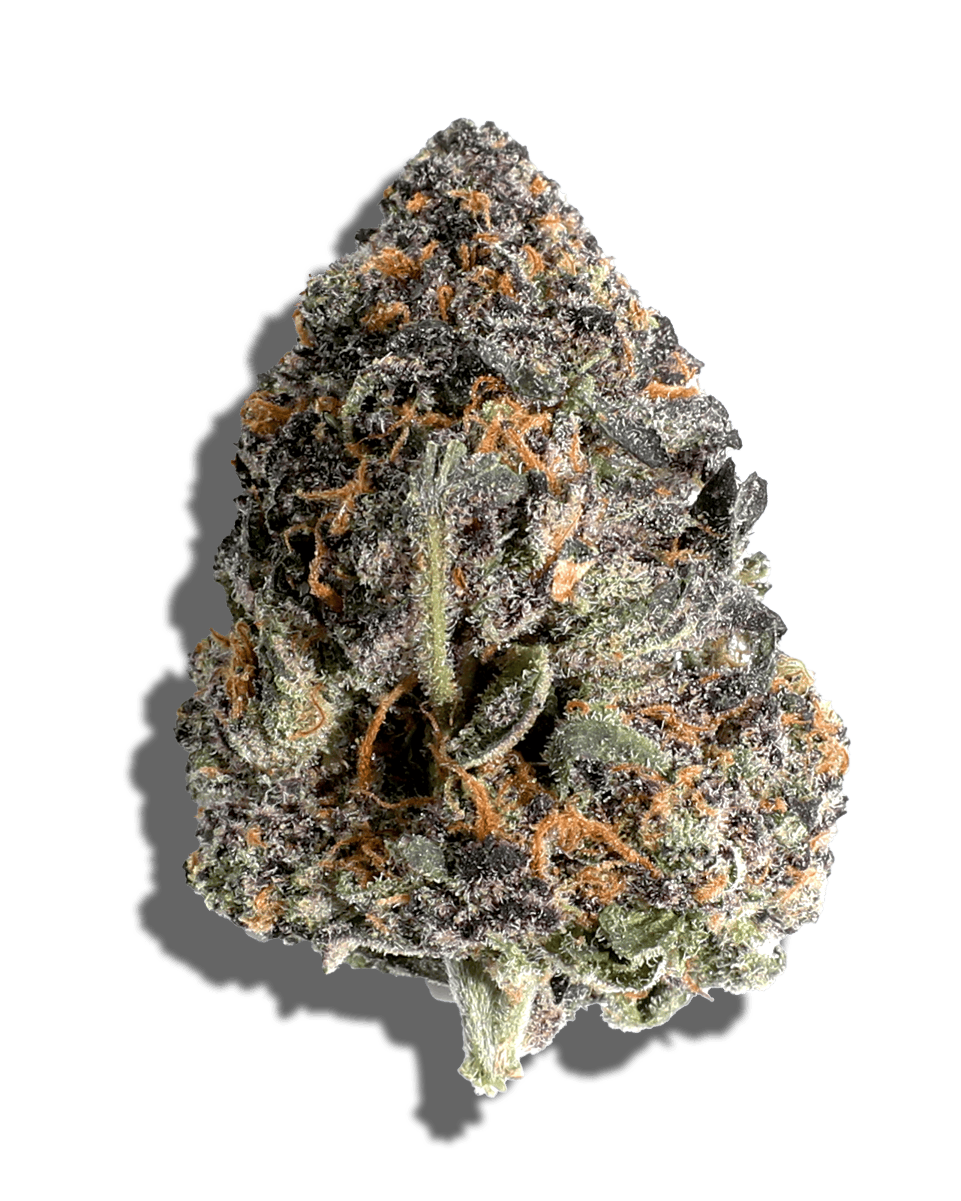 RS11 X Falcon 9 1oz