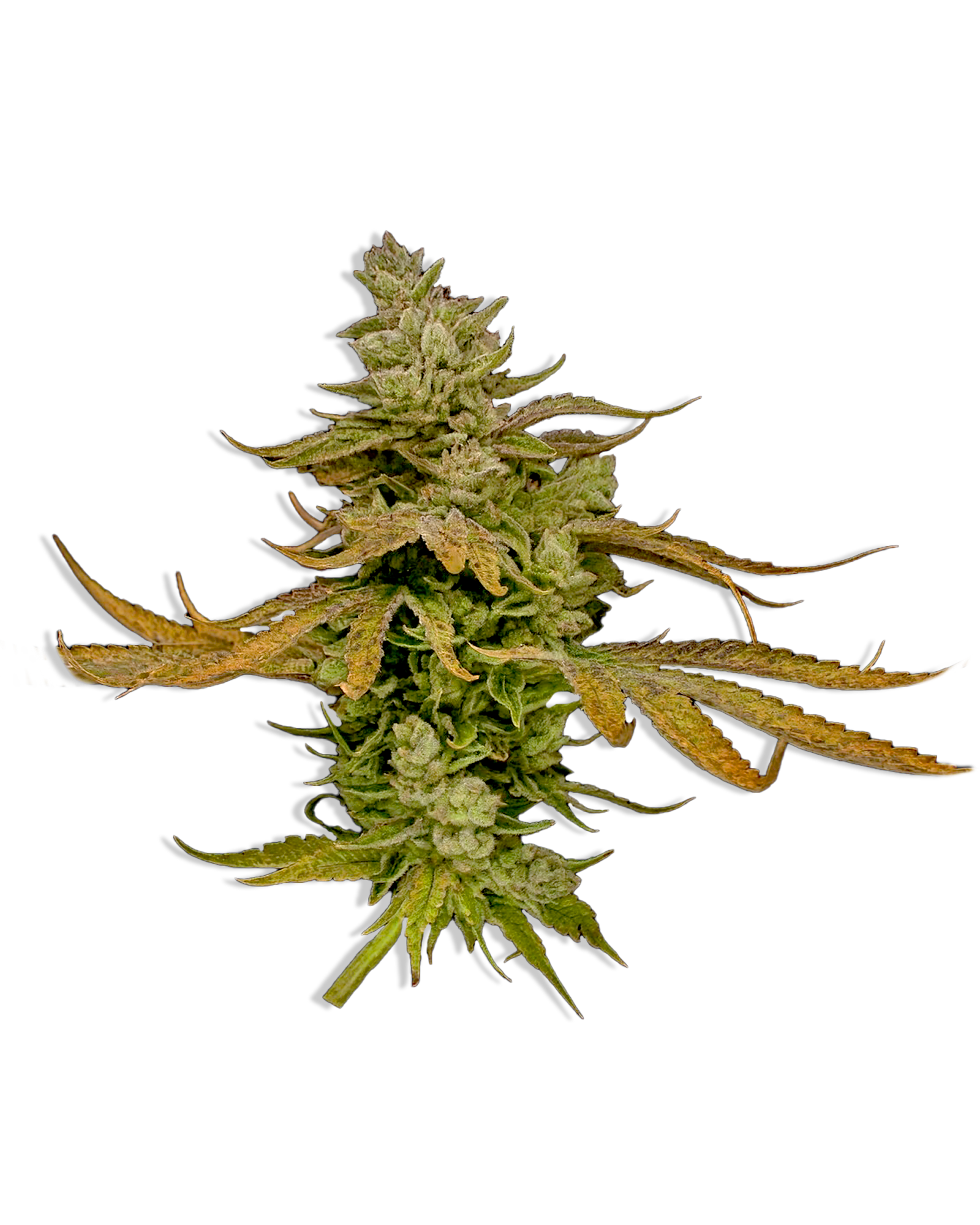 Gorilla Glue 3.5g, 1 of 1