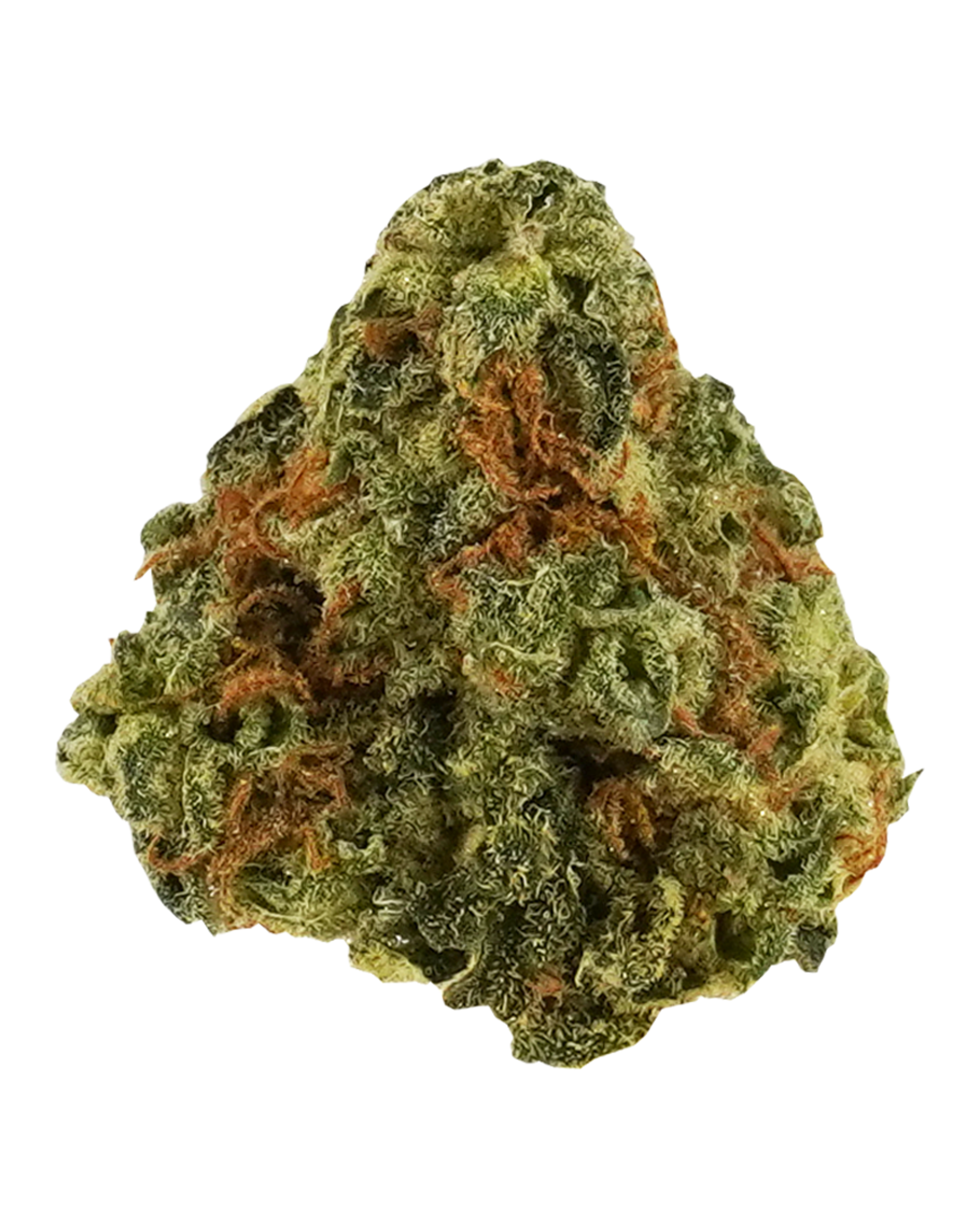 Black Domina Flower