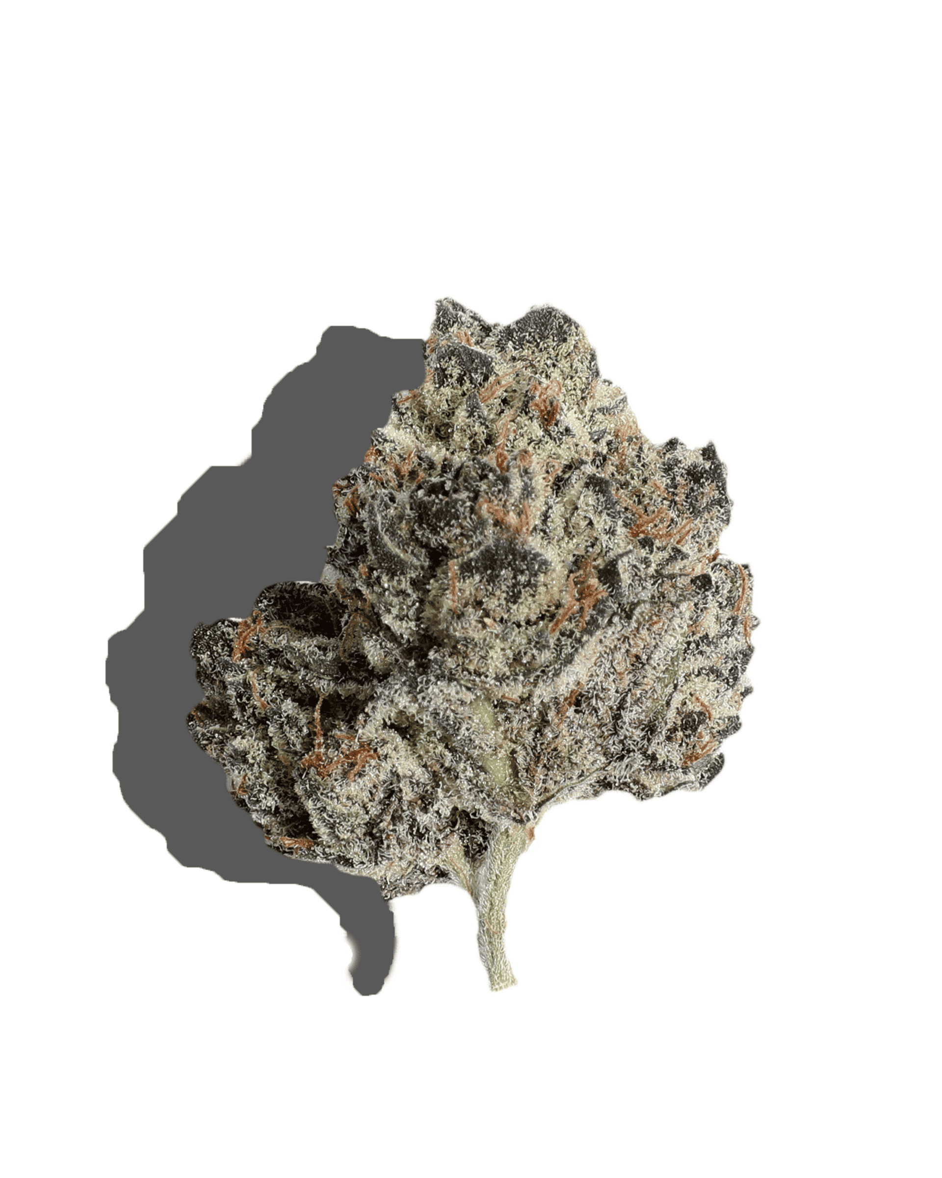 Fire as Funk Flower