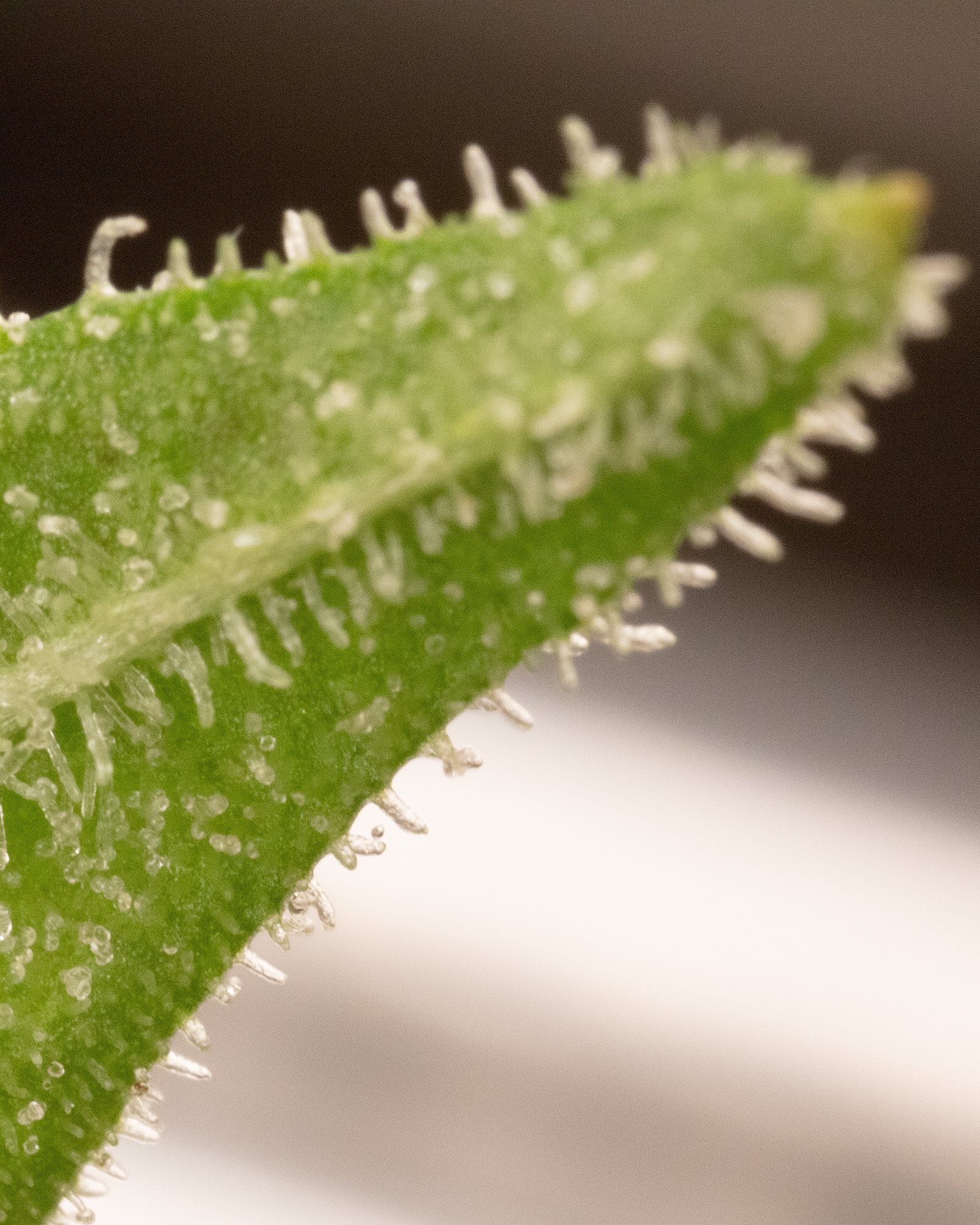 Orange Rollz 3.5g, 3 of 4