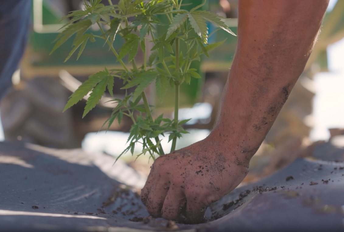 Play Video: Lume-Outdoor-Grow-4K.mp4