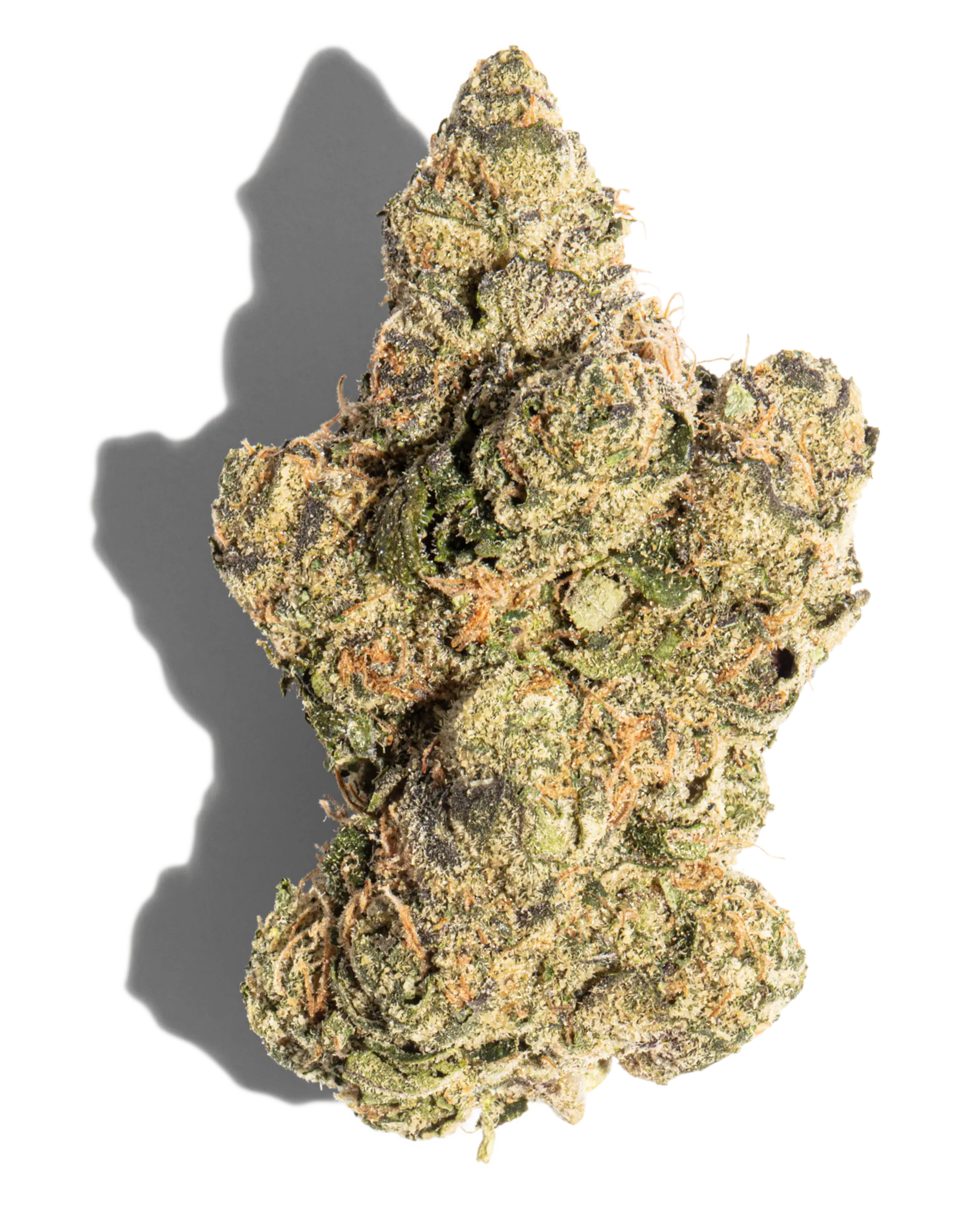 Apple Tartz Cultivator's Collection Flower