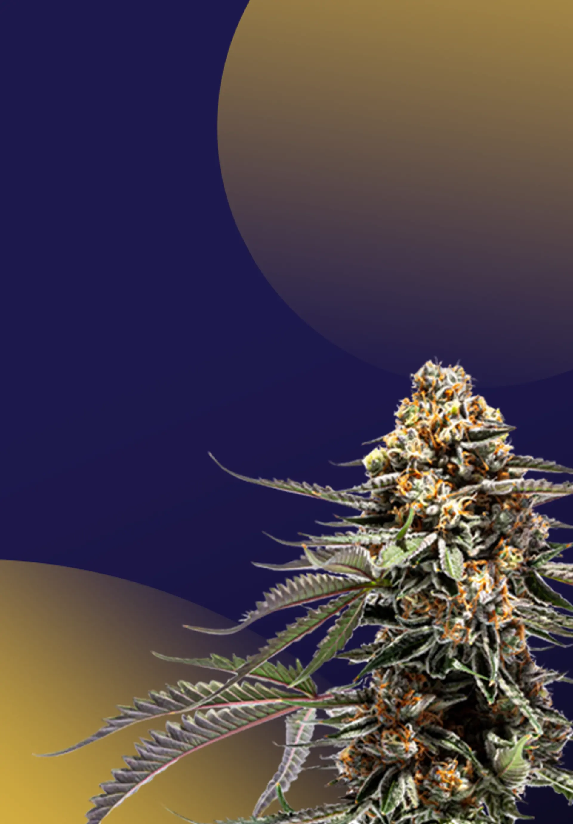 2 OZ's for Just $275