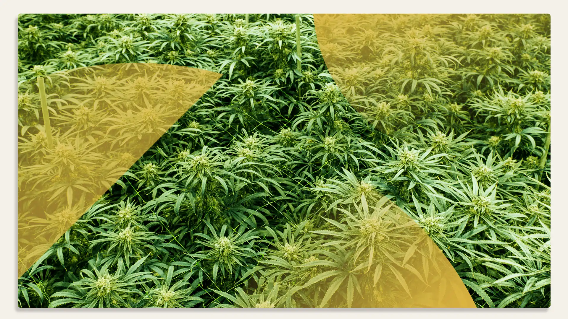 $75 Featured Lume Oz's