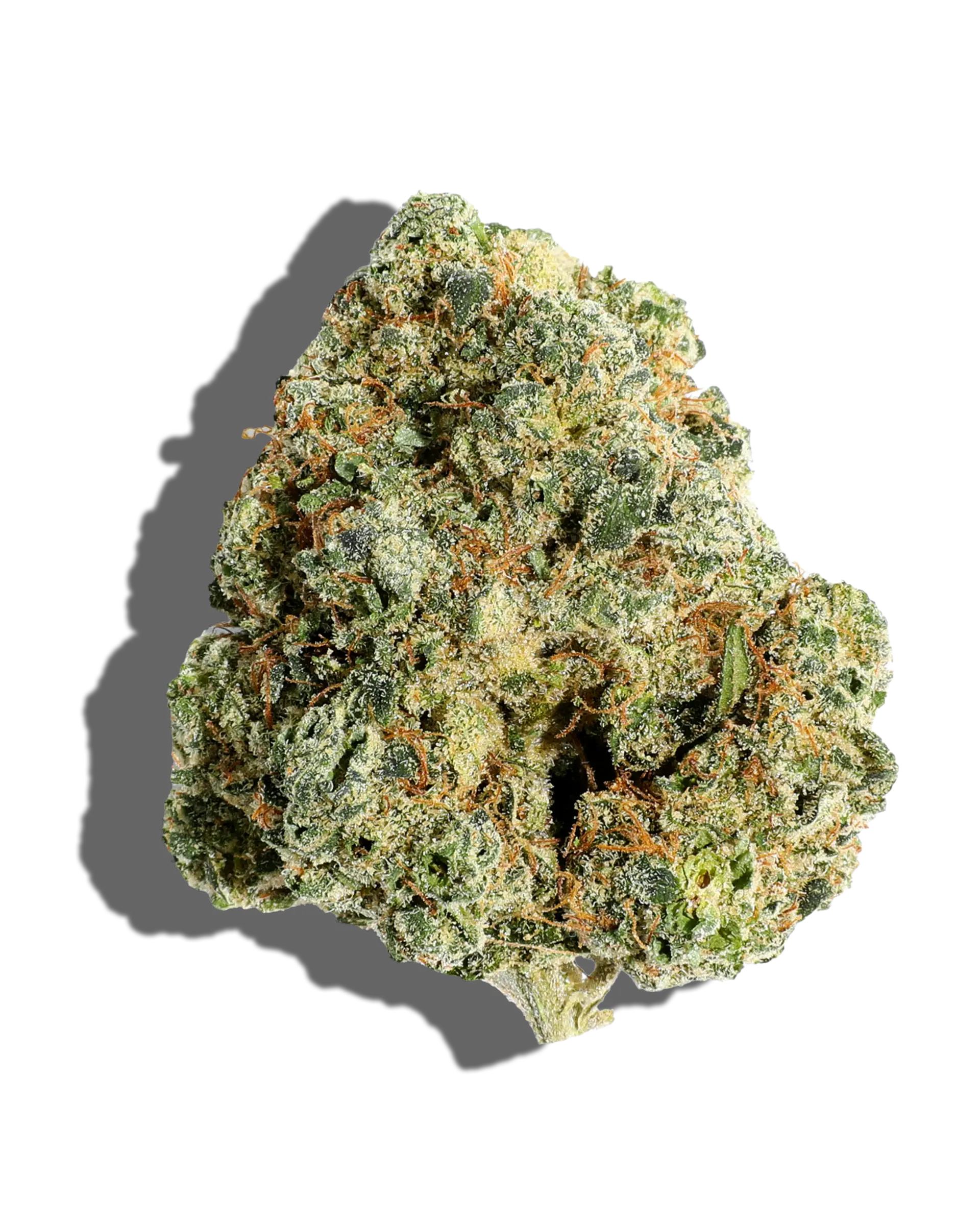 Burmese Mimosa 3.5g