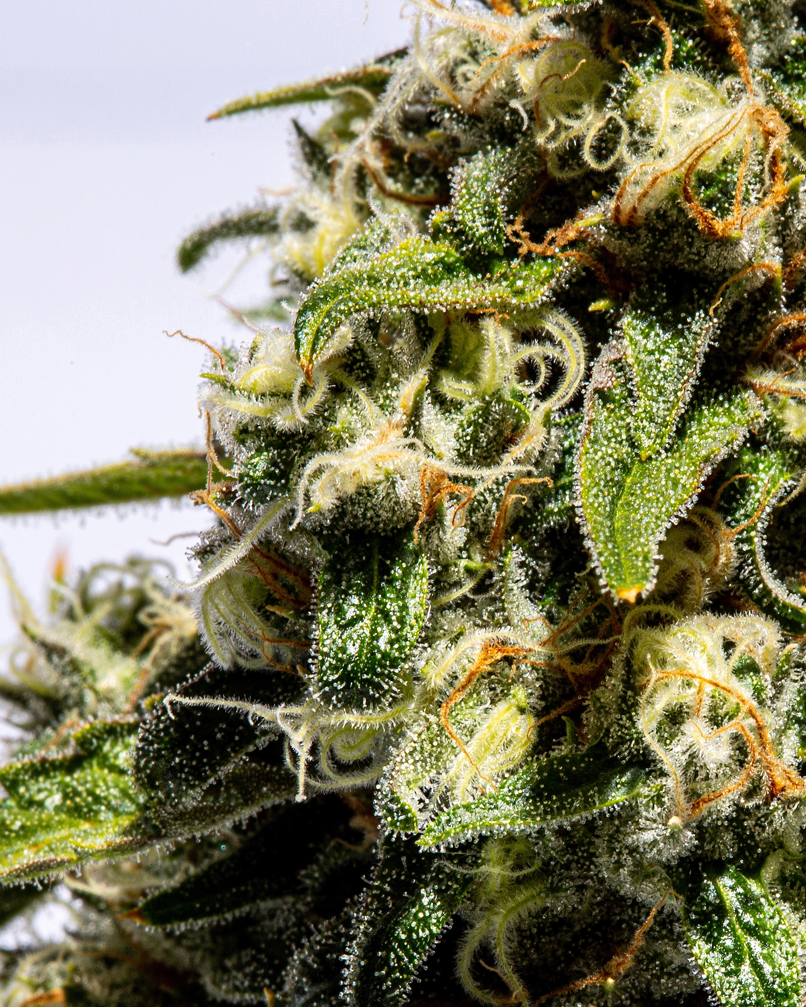 Lemon Alien Breath 7g, 2 of 3