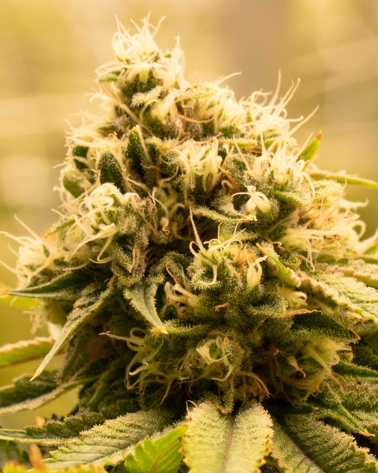 Stardawg 3.5g, 3 of 4