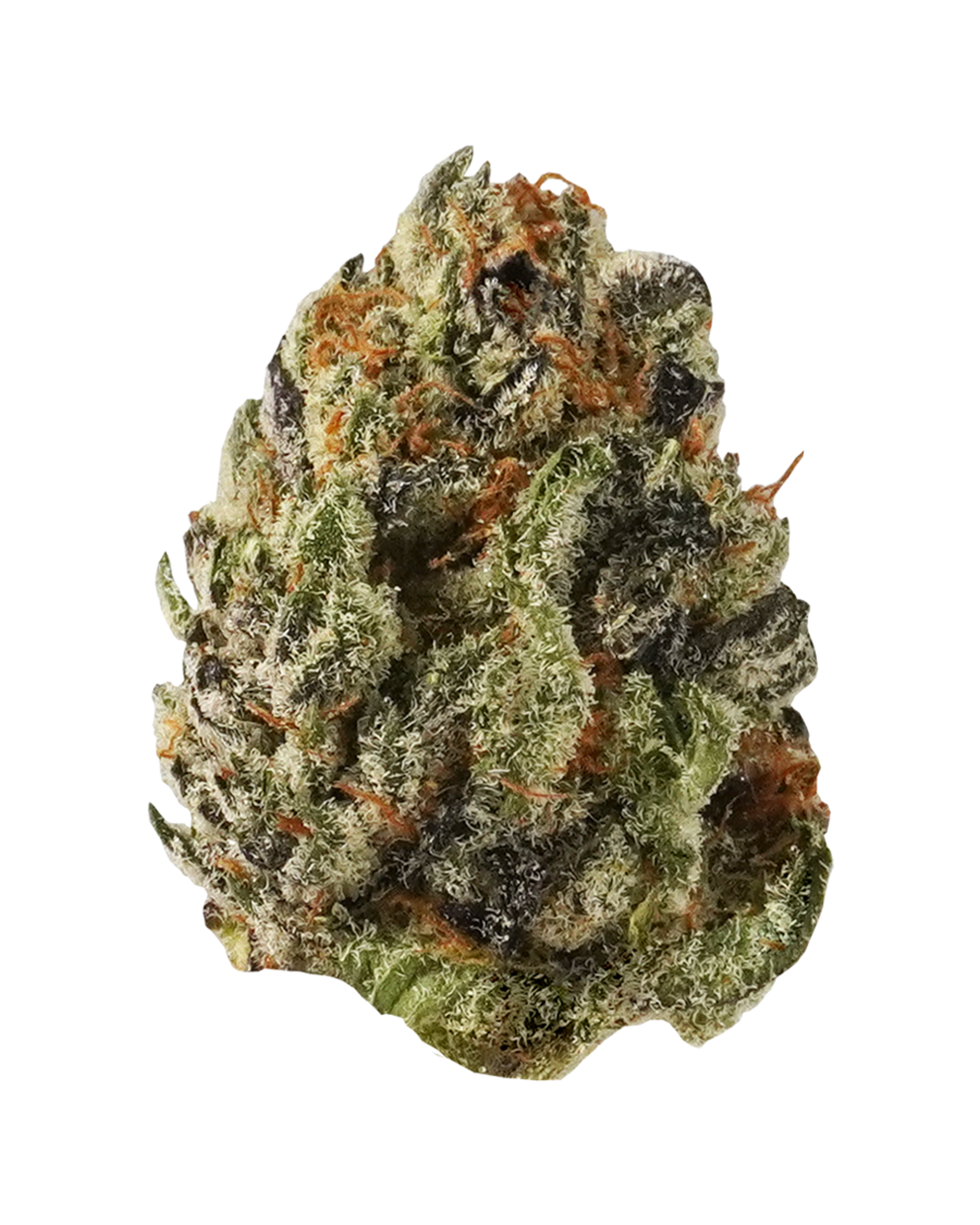 Mango Sapphire Flower