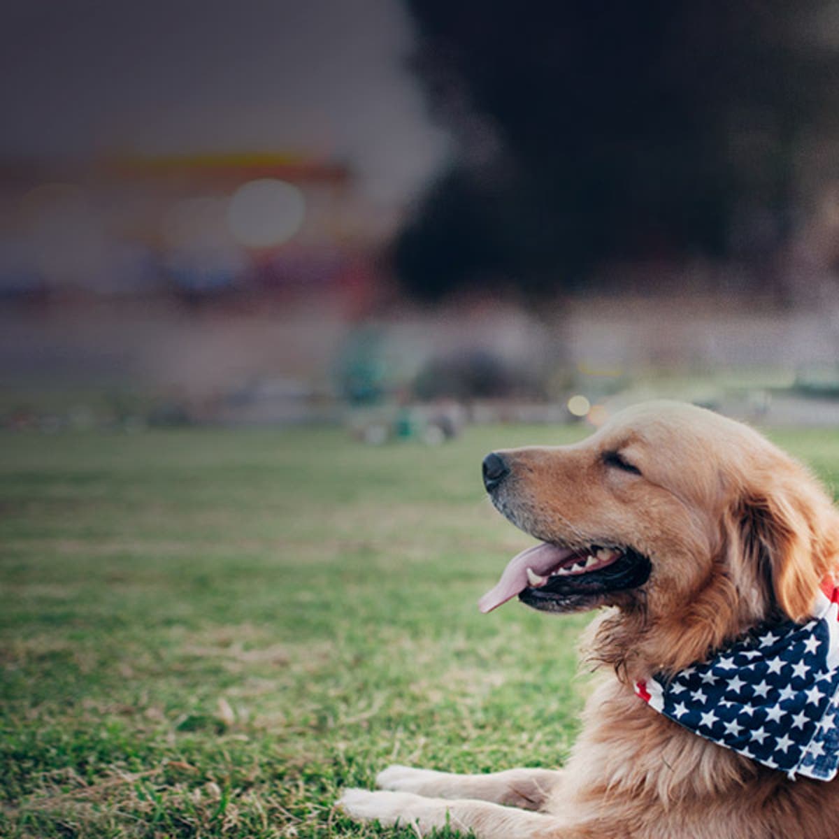 Calming 4th of July Pet Anxiety