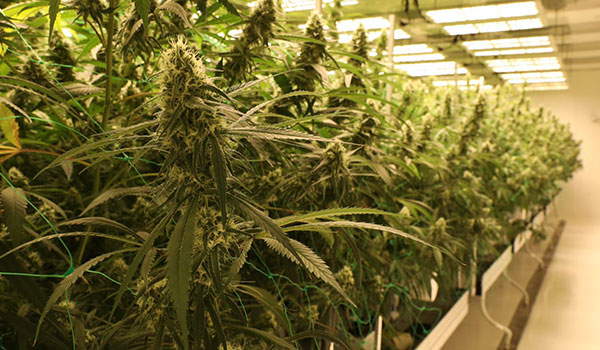 cannabis purchasing limits in michigan