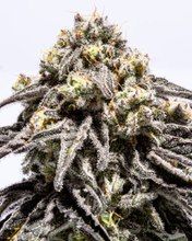 hybrid cannabis plant