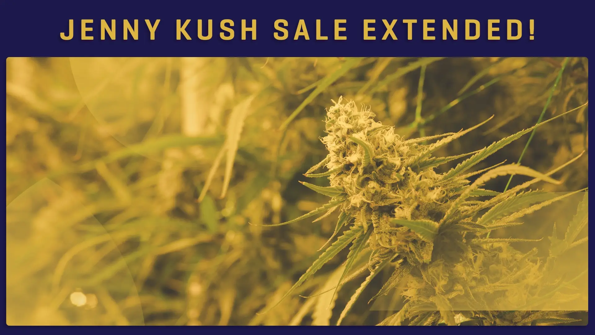 Don't Miss Out!