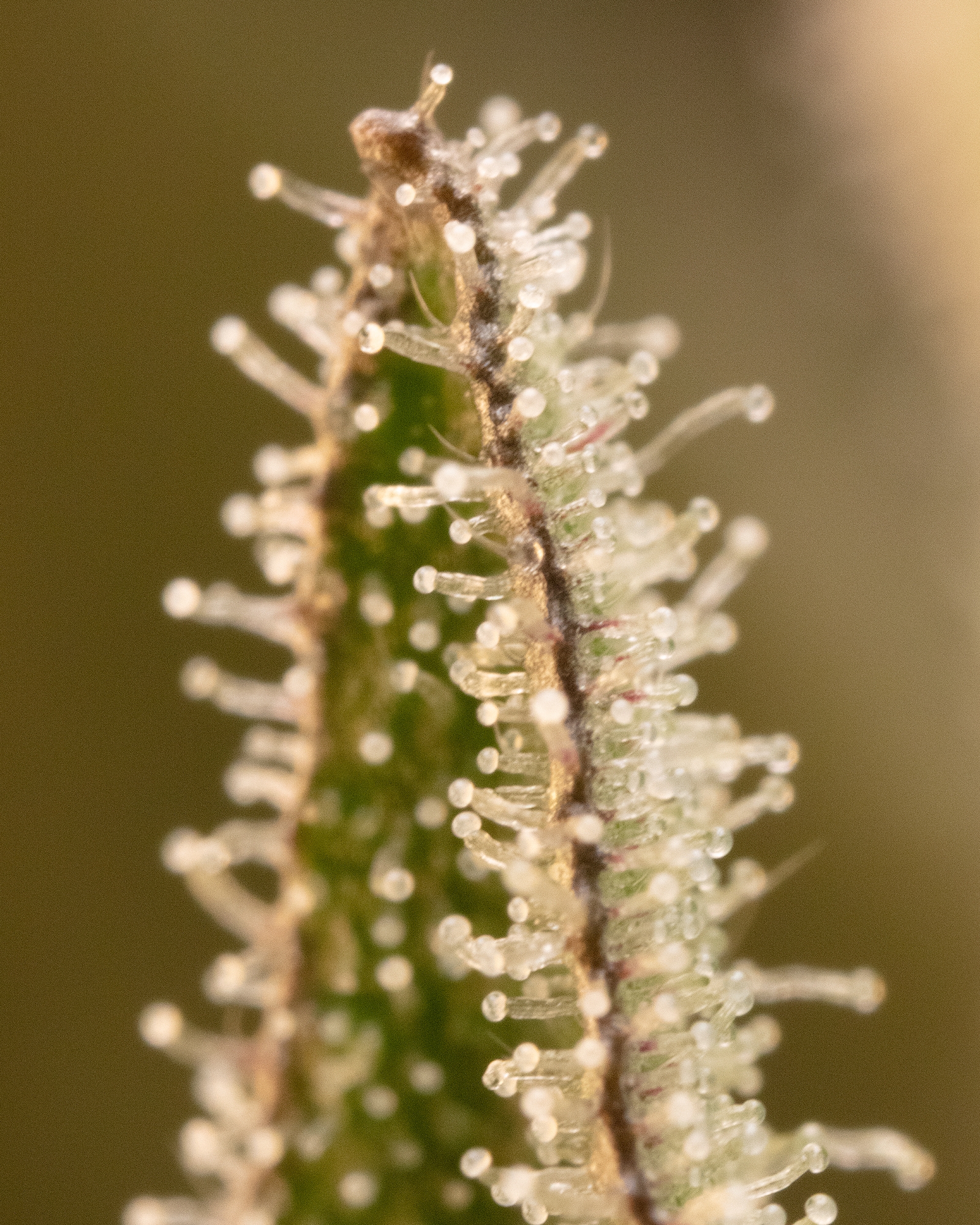 Vanilla Gorilla 3.5g, 3 of 4