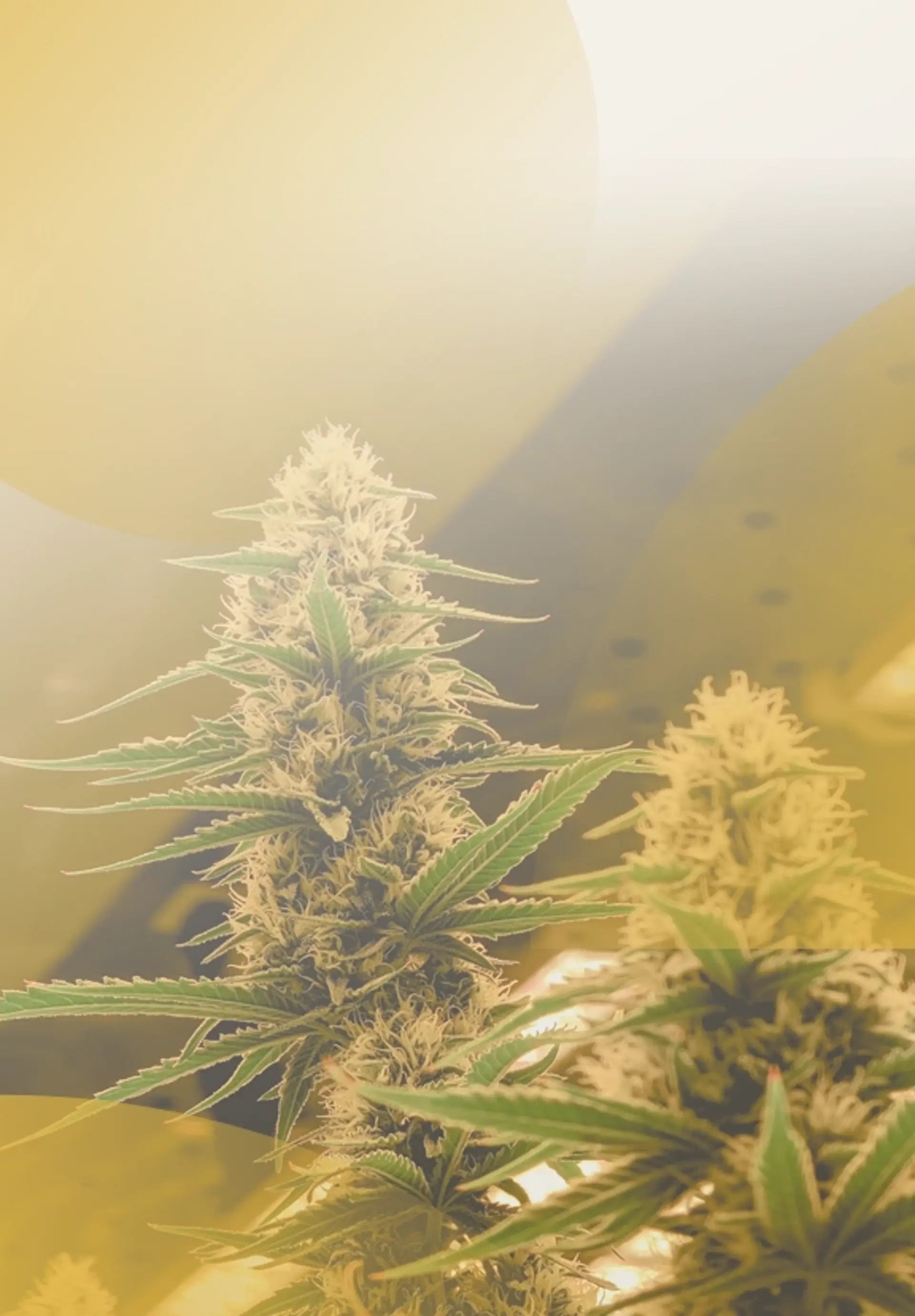 Bud Bargains