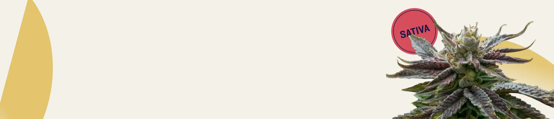 6-17-slimHeroDesktop_sativa.png