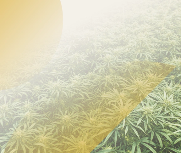 Ounces
Starting at $85