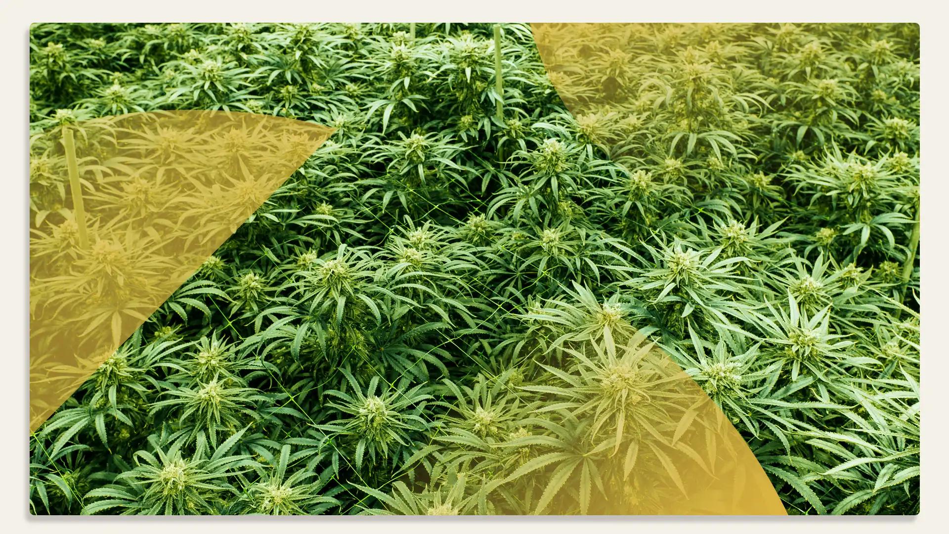 $75 Featured Lume Ounces