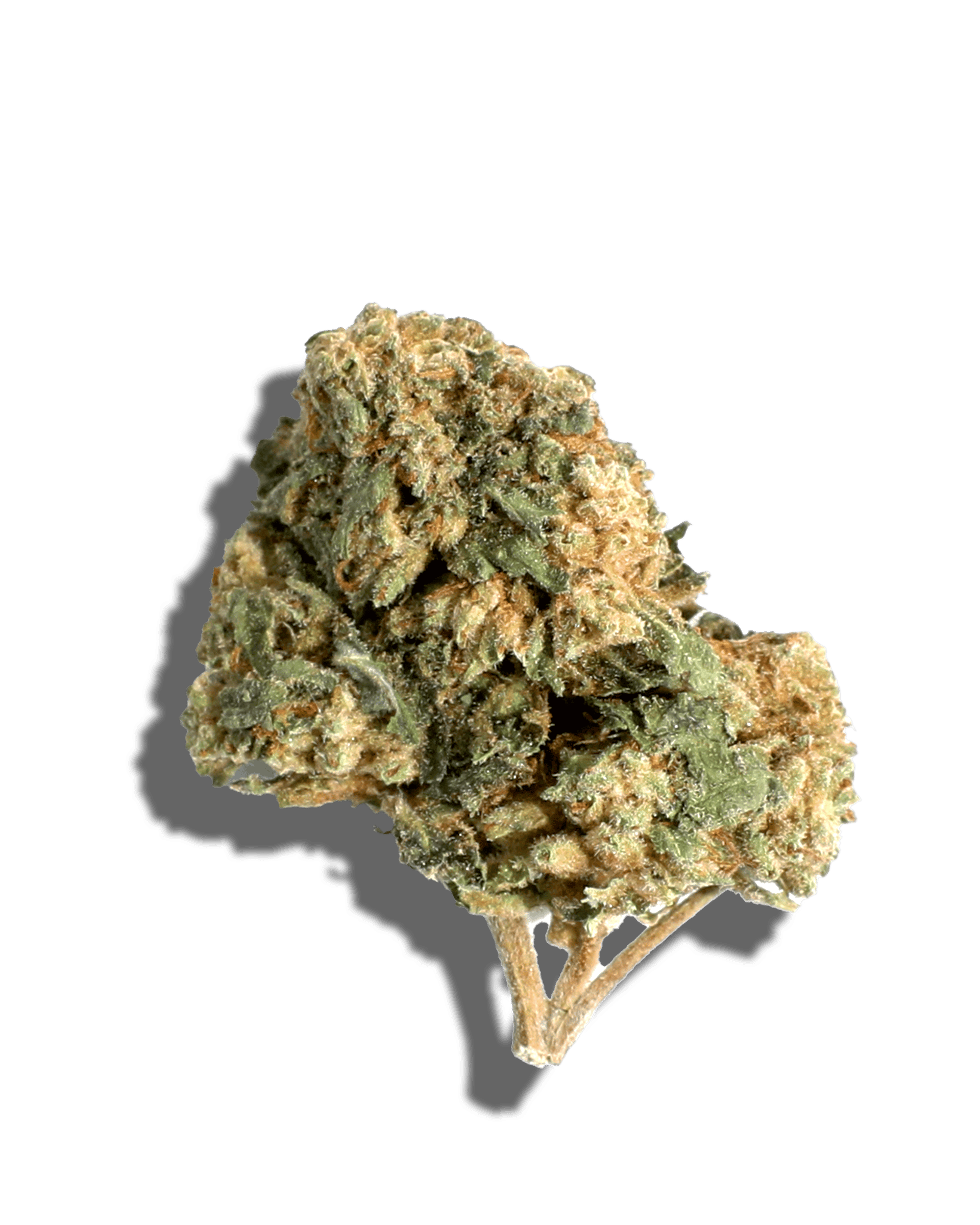 Sungrown Augustus Gloop 1oz