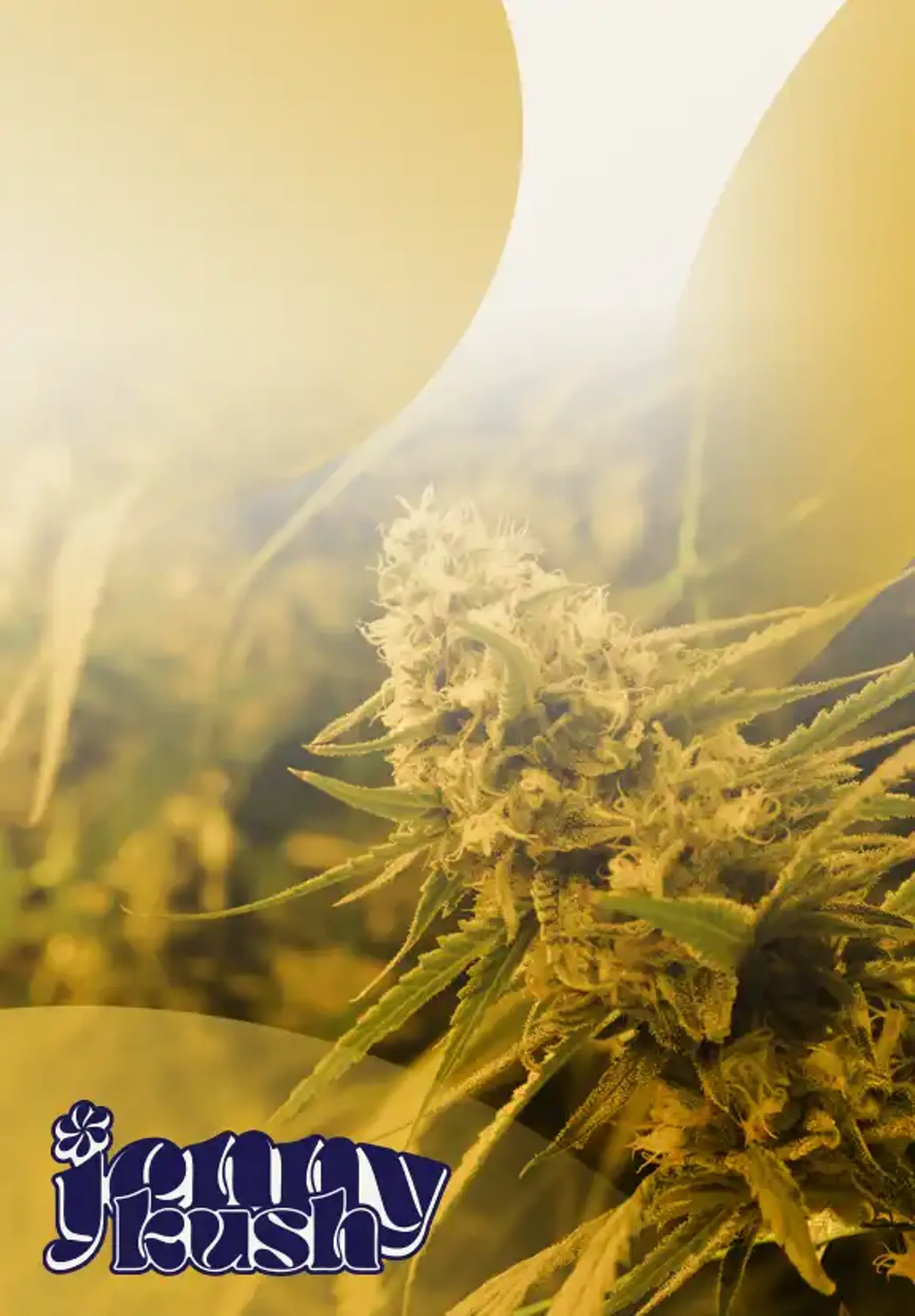 Jenny Kush
Flower Sale