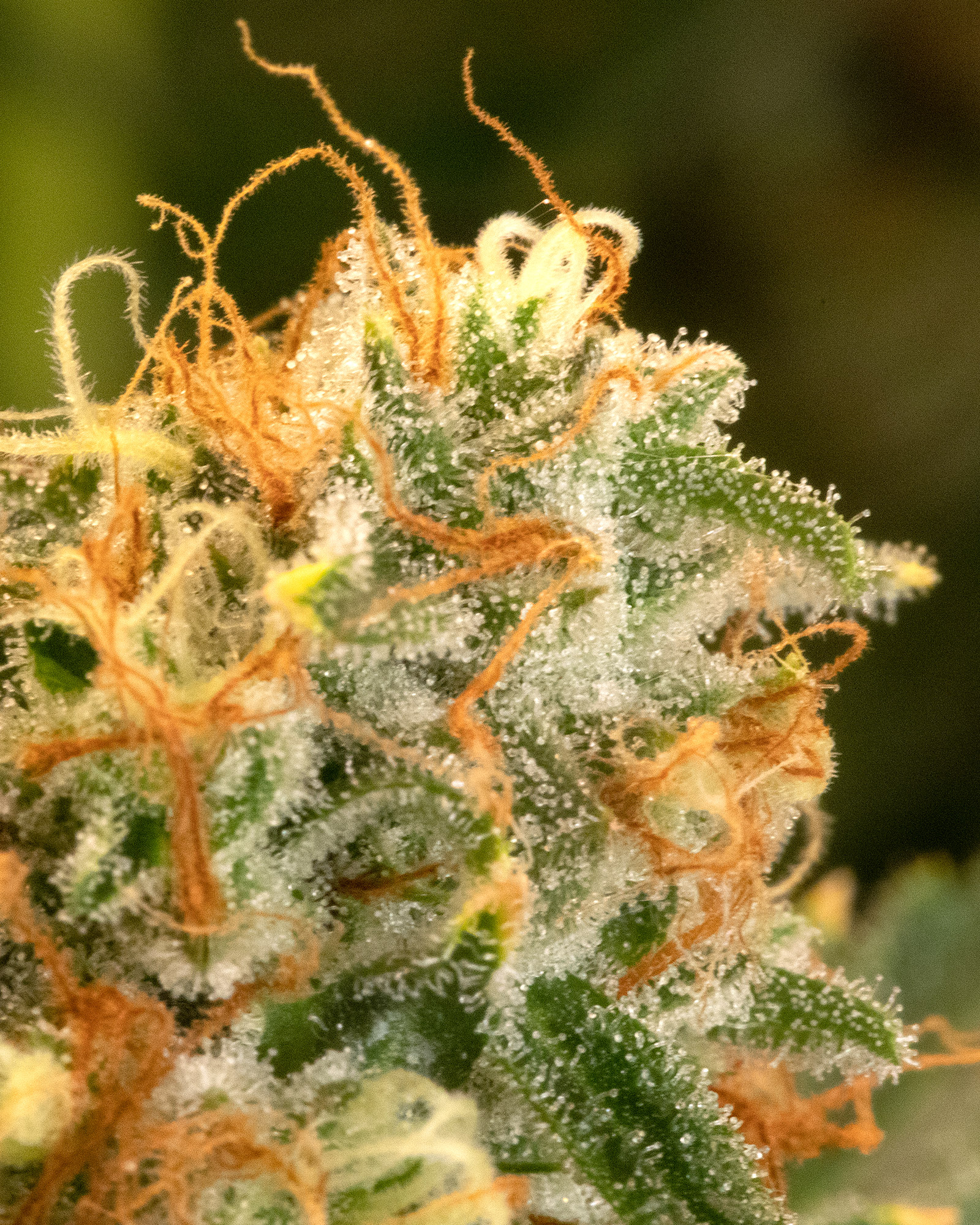 Blueberry Crumble Cultivator's Collection 3.5g, 3 of 4