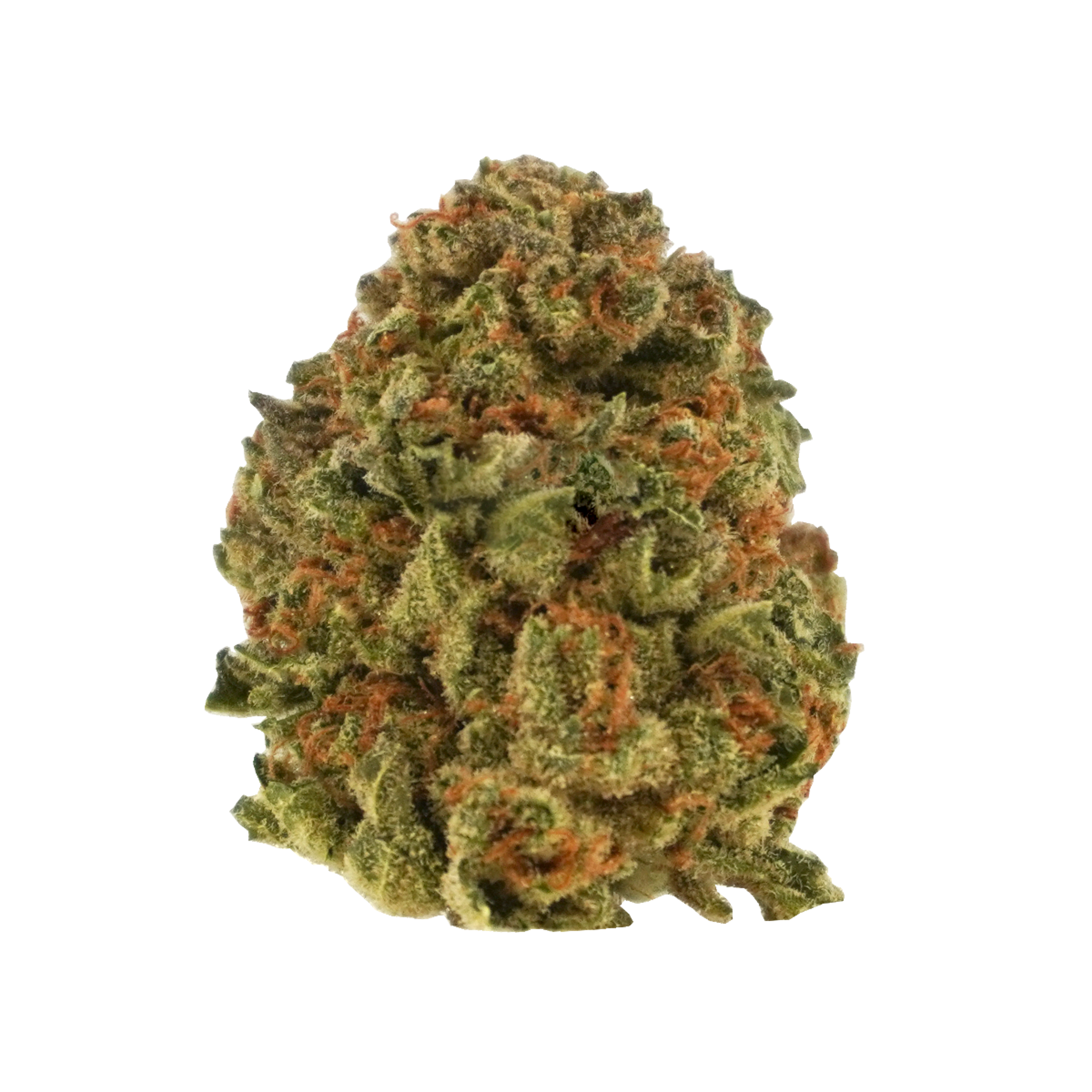 Jack the Ripper Flower