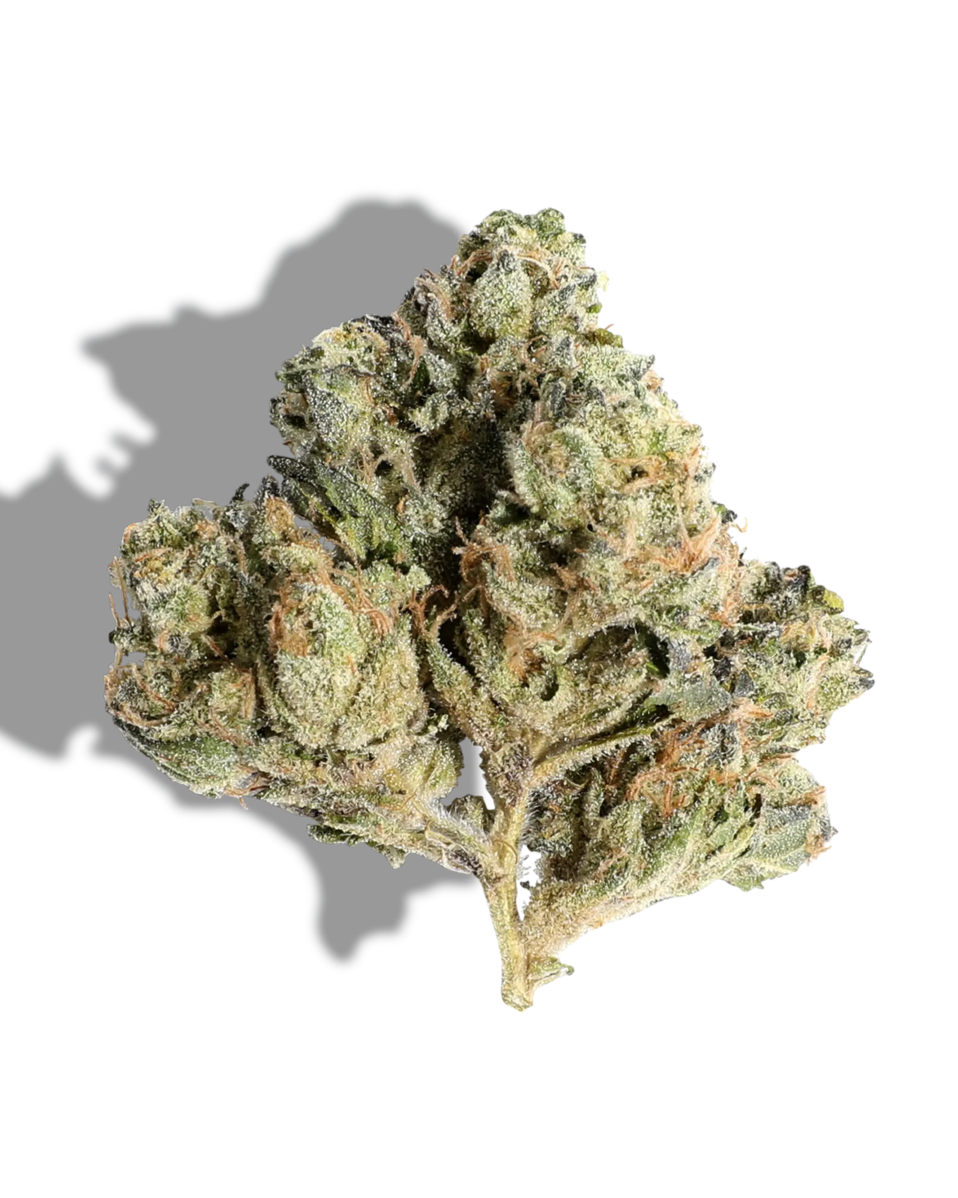 Headbanger 1oz