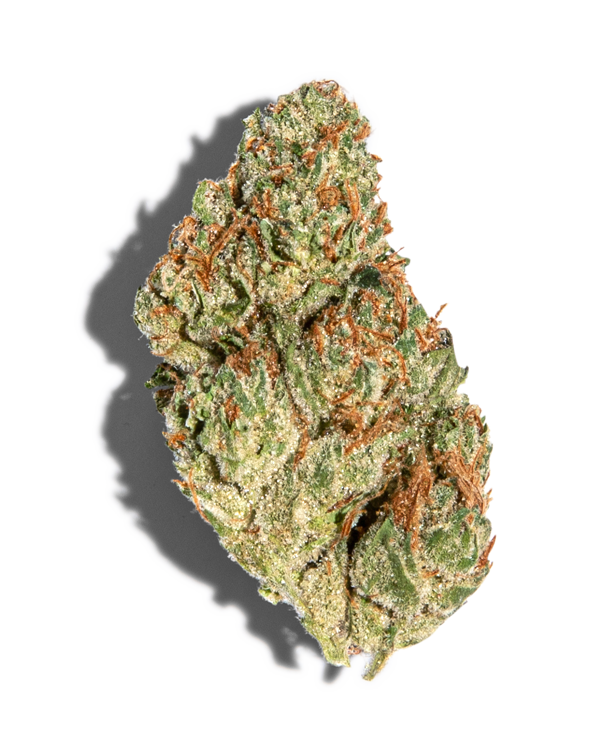 Blueberry Crumble Cultivator's Collection Flower