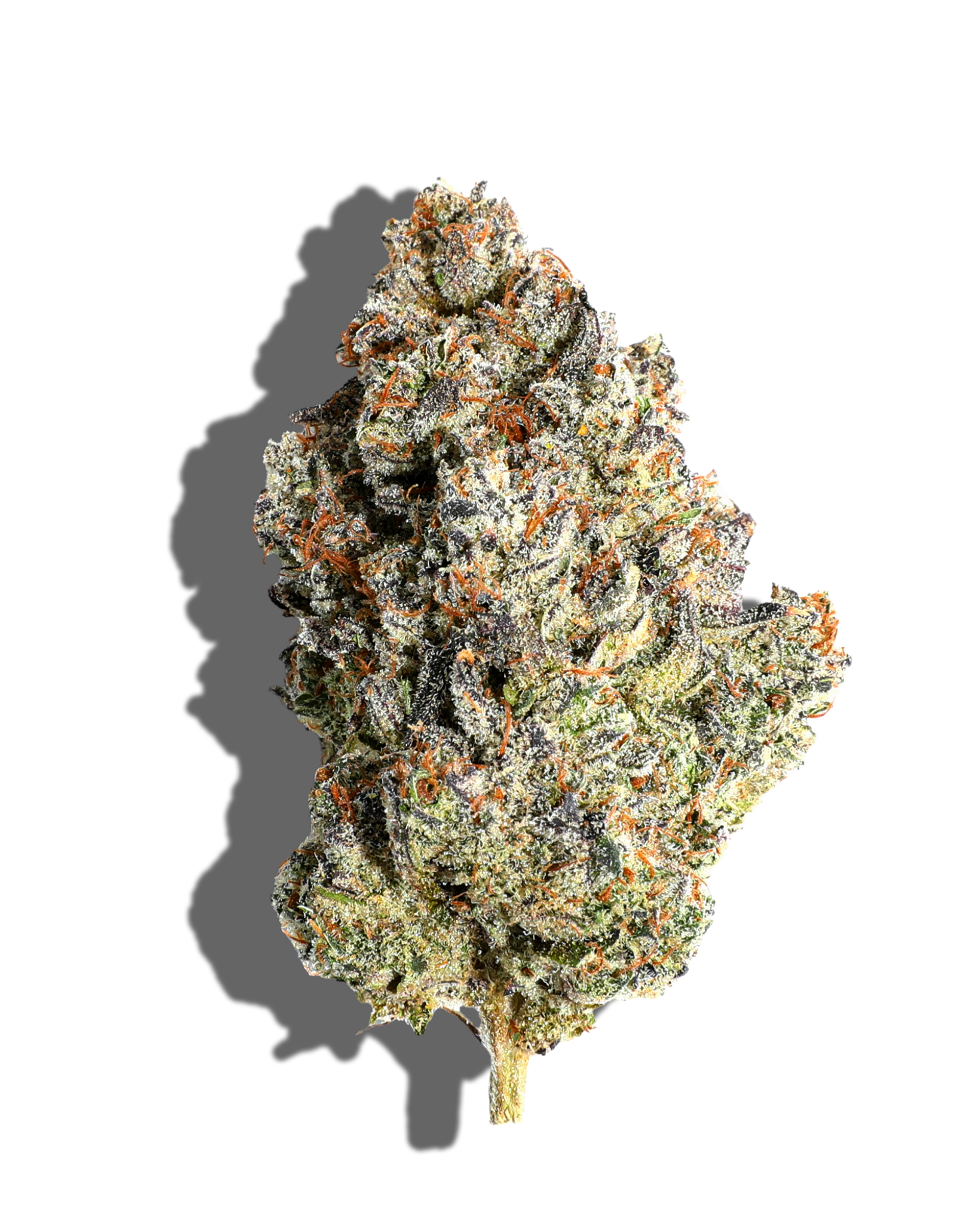 Murder Mint Flower