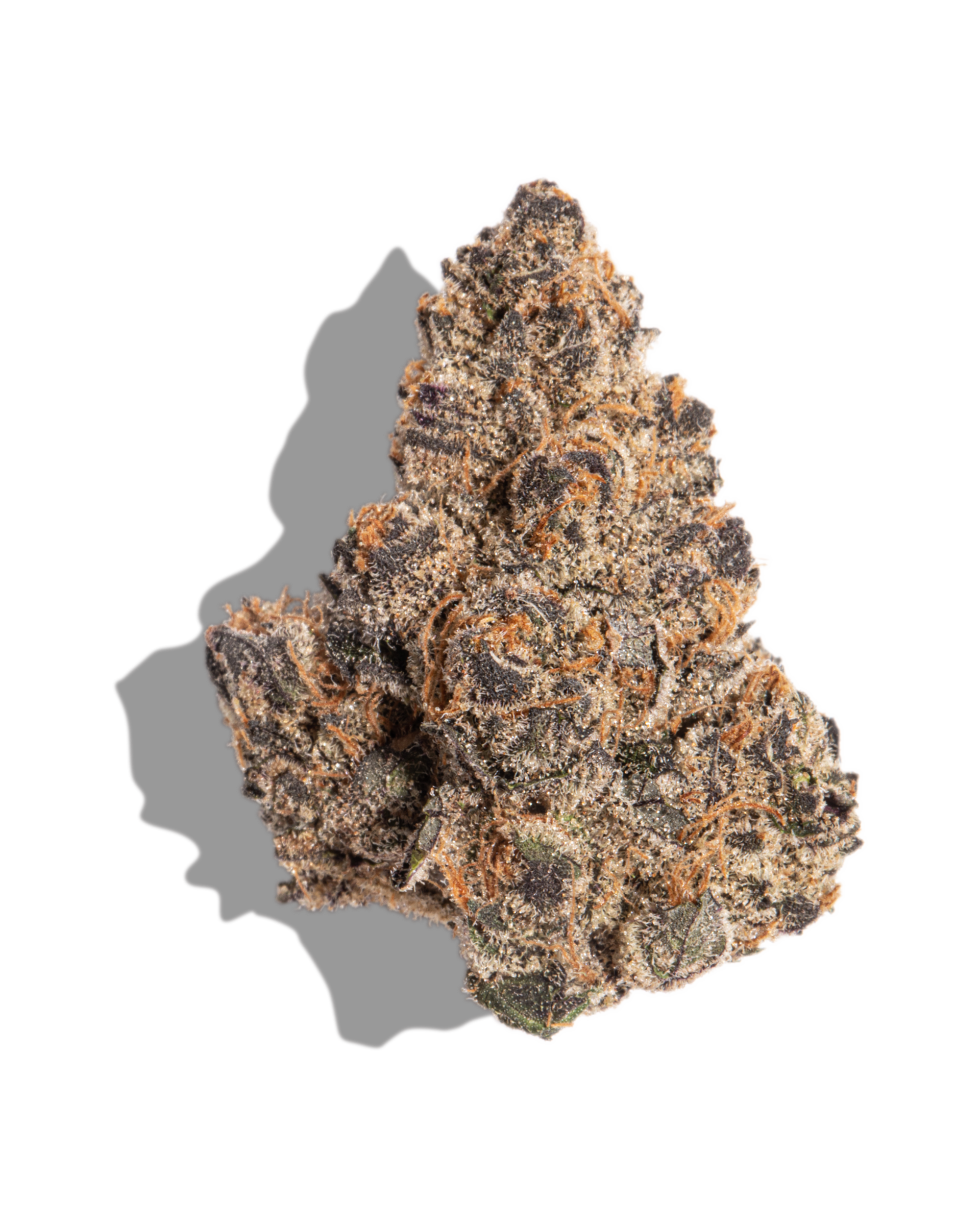 Granddaddy Pluto Flower