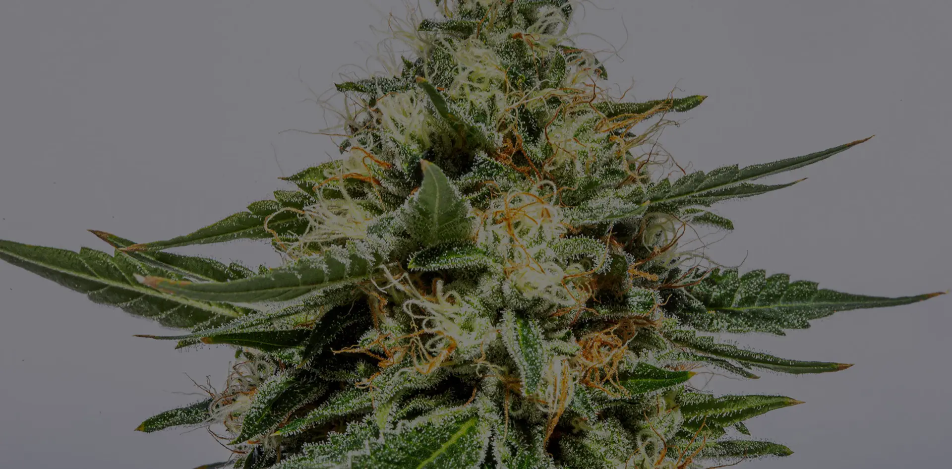 Most Potent Weed Strains 2022: Highest THC Strains