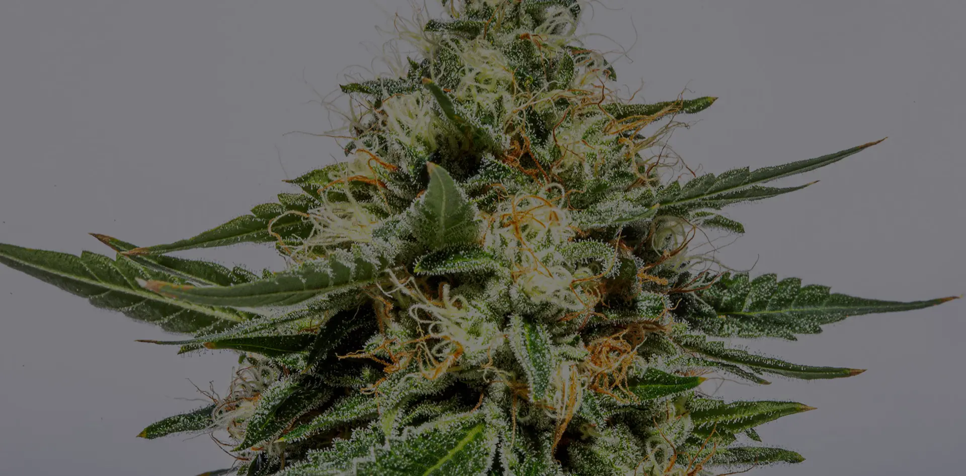 Strongest Weed Strains 2024: Highest THC Strains