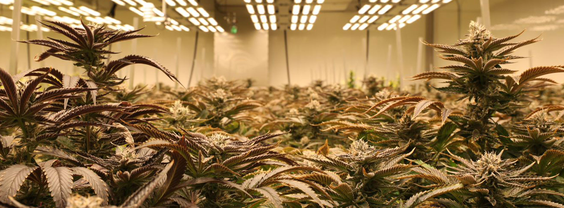 cannabis strain cultivation facility