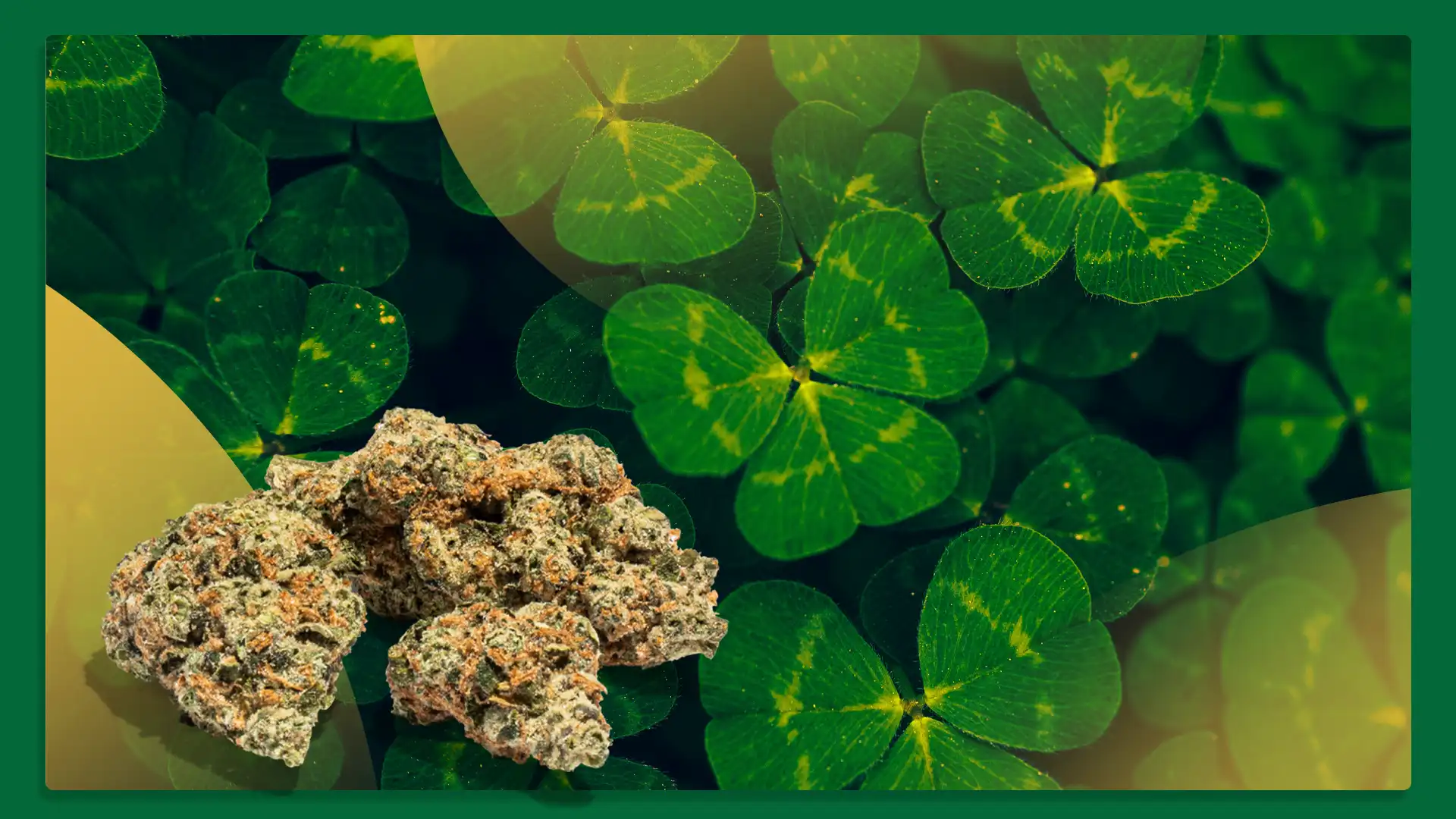 $20 Each  | 2 for $35