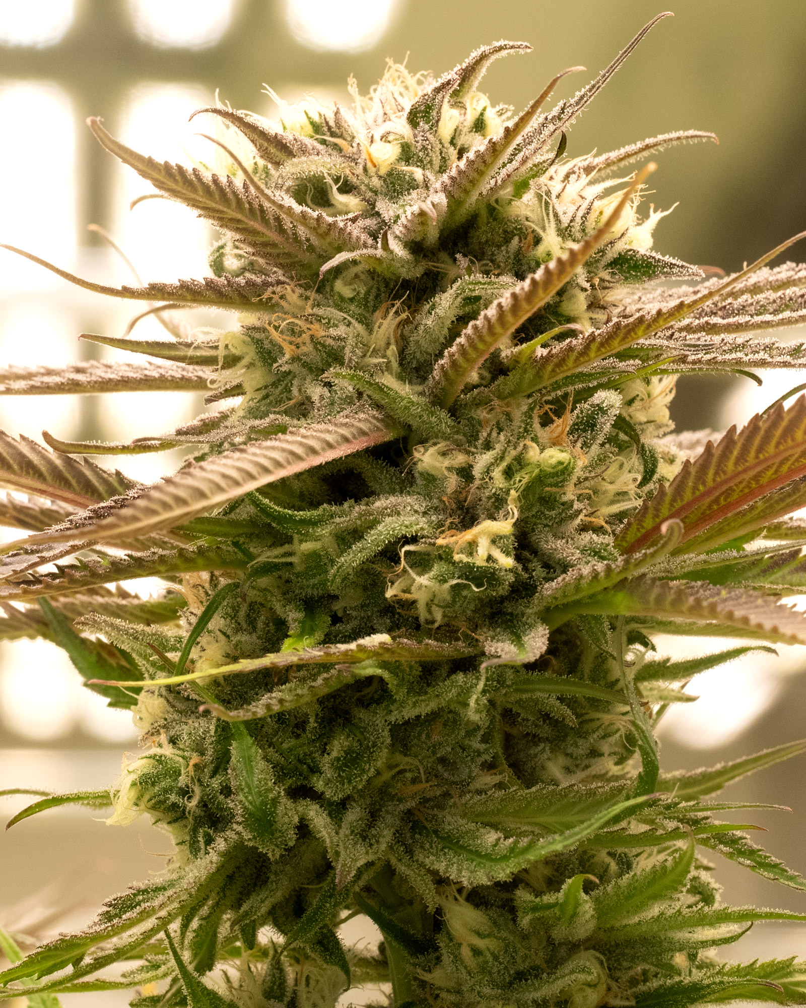 Blue Dream 3.5g, 2 of 3