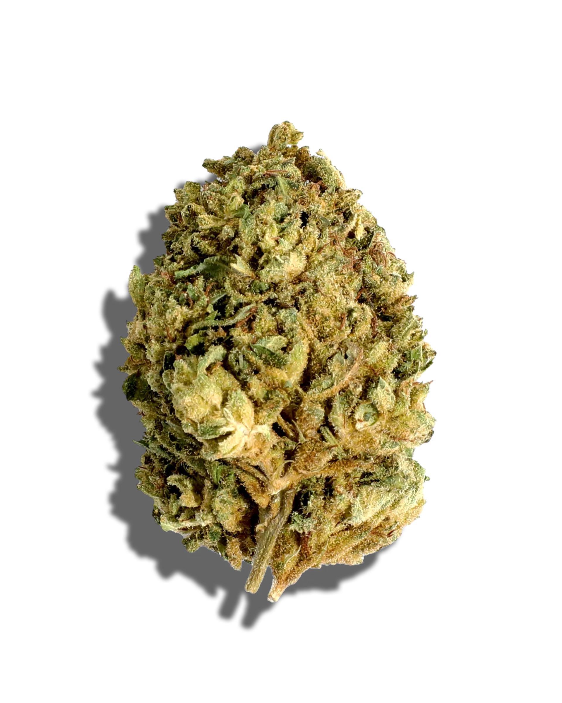 Sungrown Grasshopper Glue 1oz