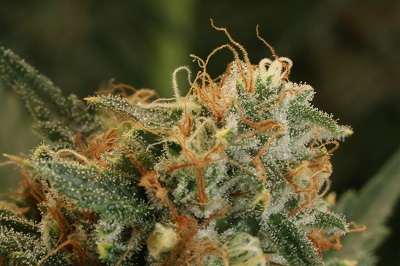 blueberry crumble cannabis flower