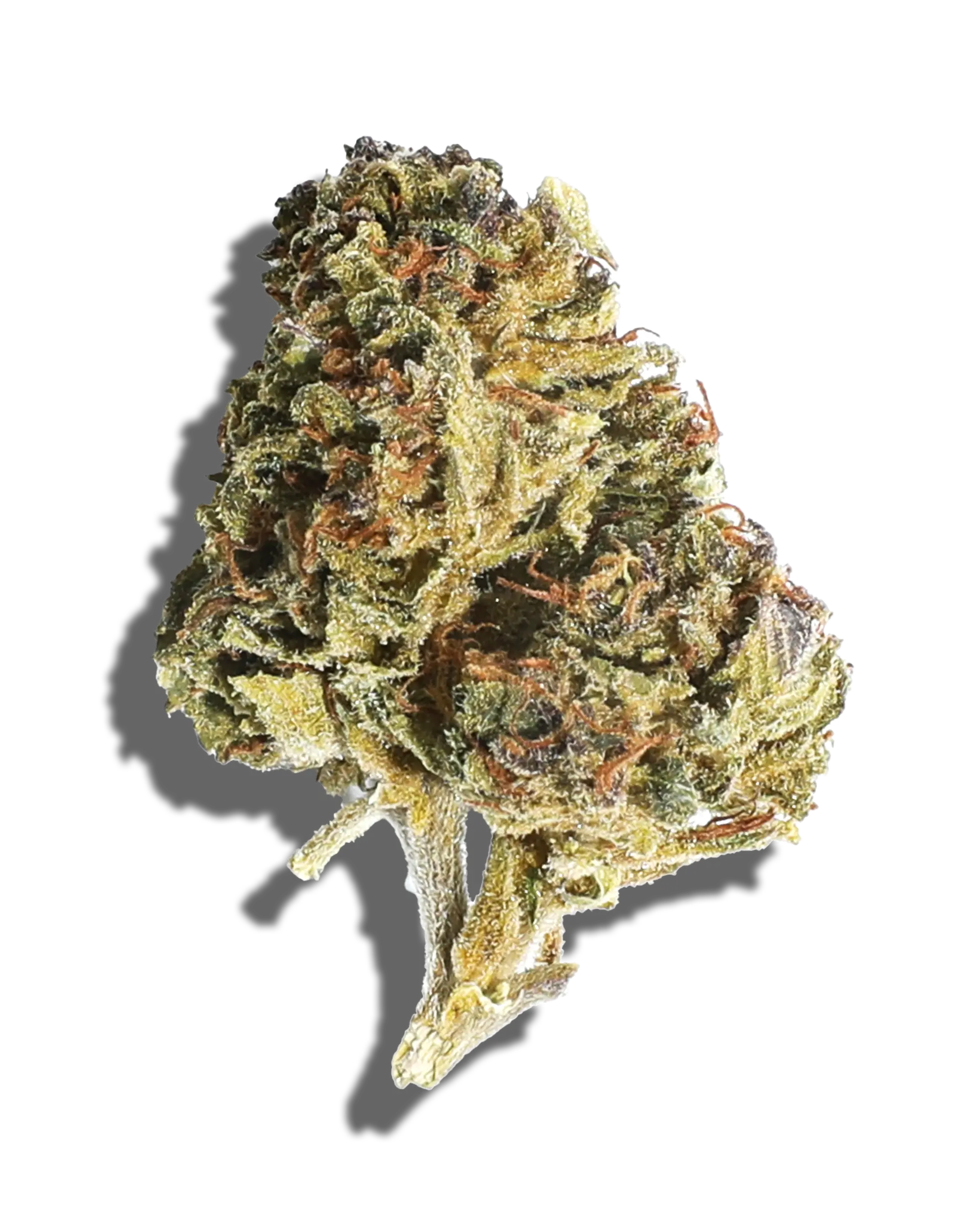 Sungrown Cereal Milk 3.5g