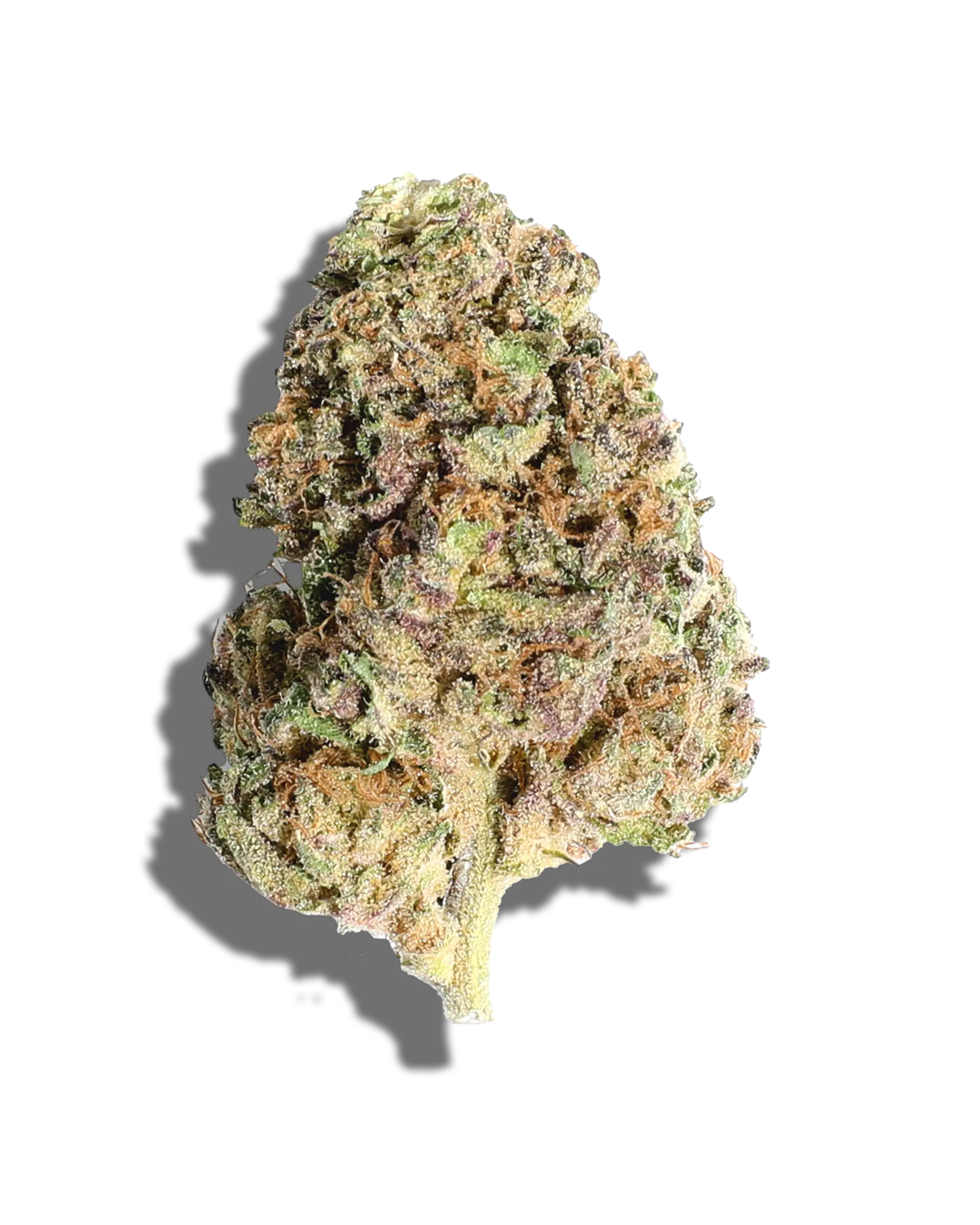 Sunkissed Blueberry Cupcake 3.5g