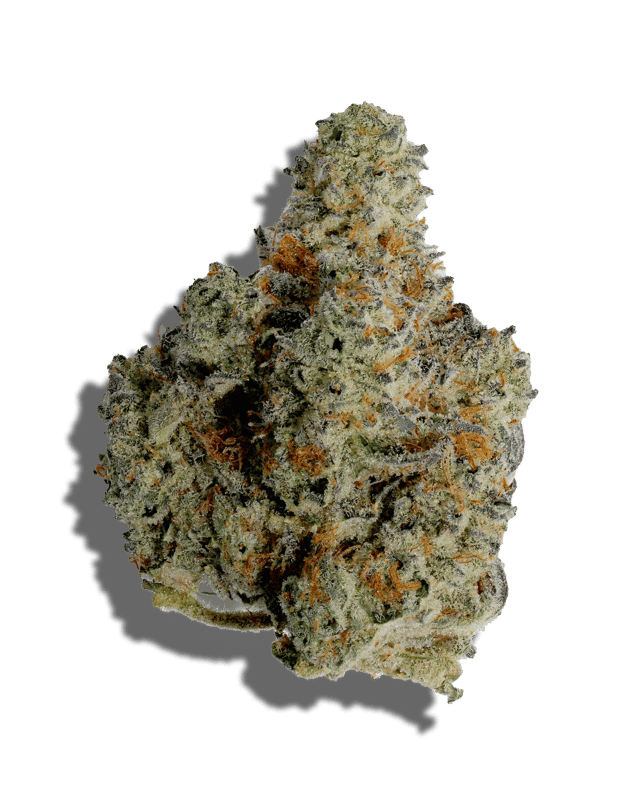 Comet Cookies harvested flower, as labeled by the cited photo source