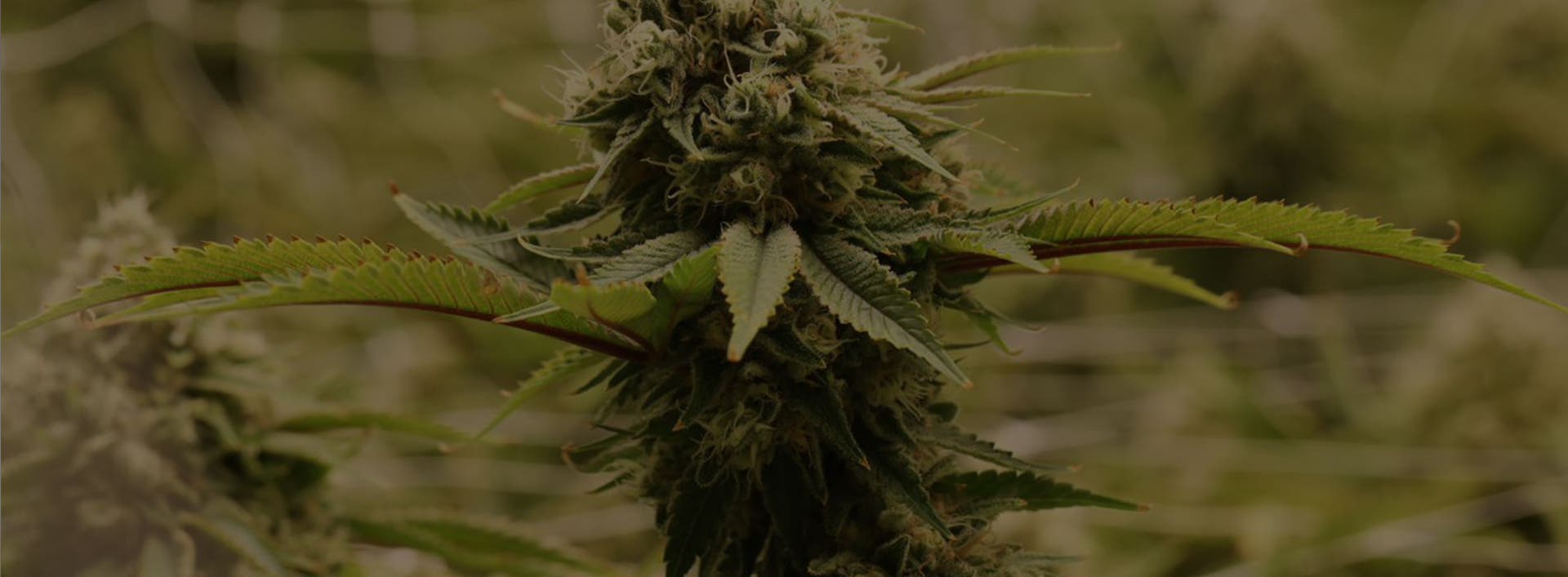 Indica vs Sativa vs Hybrid  - Which Strain is Right for You?