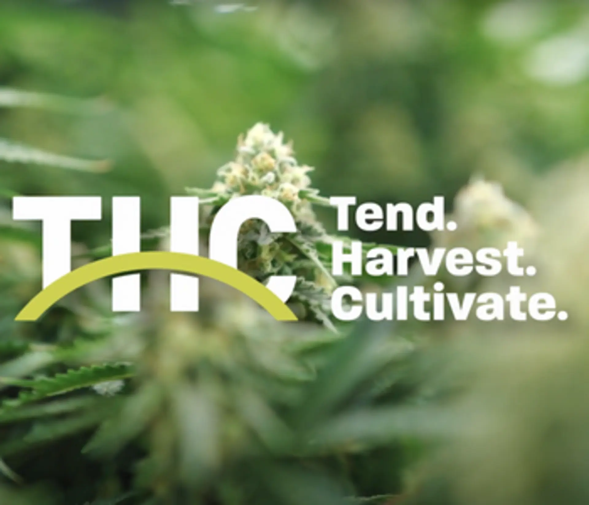 Tend Harvest Cultivate Logo